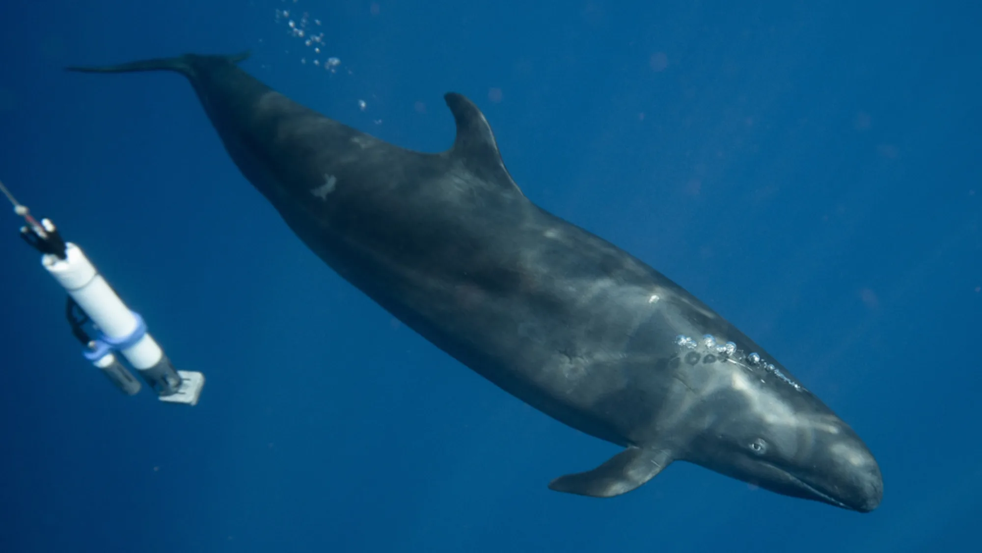 False Killer Whale