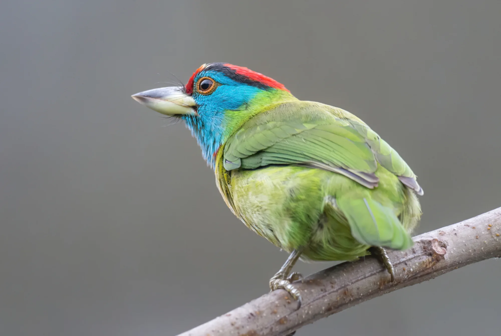 Blue-throated Barbet