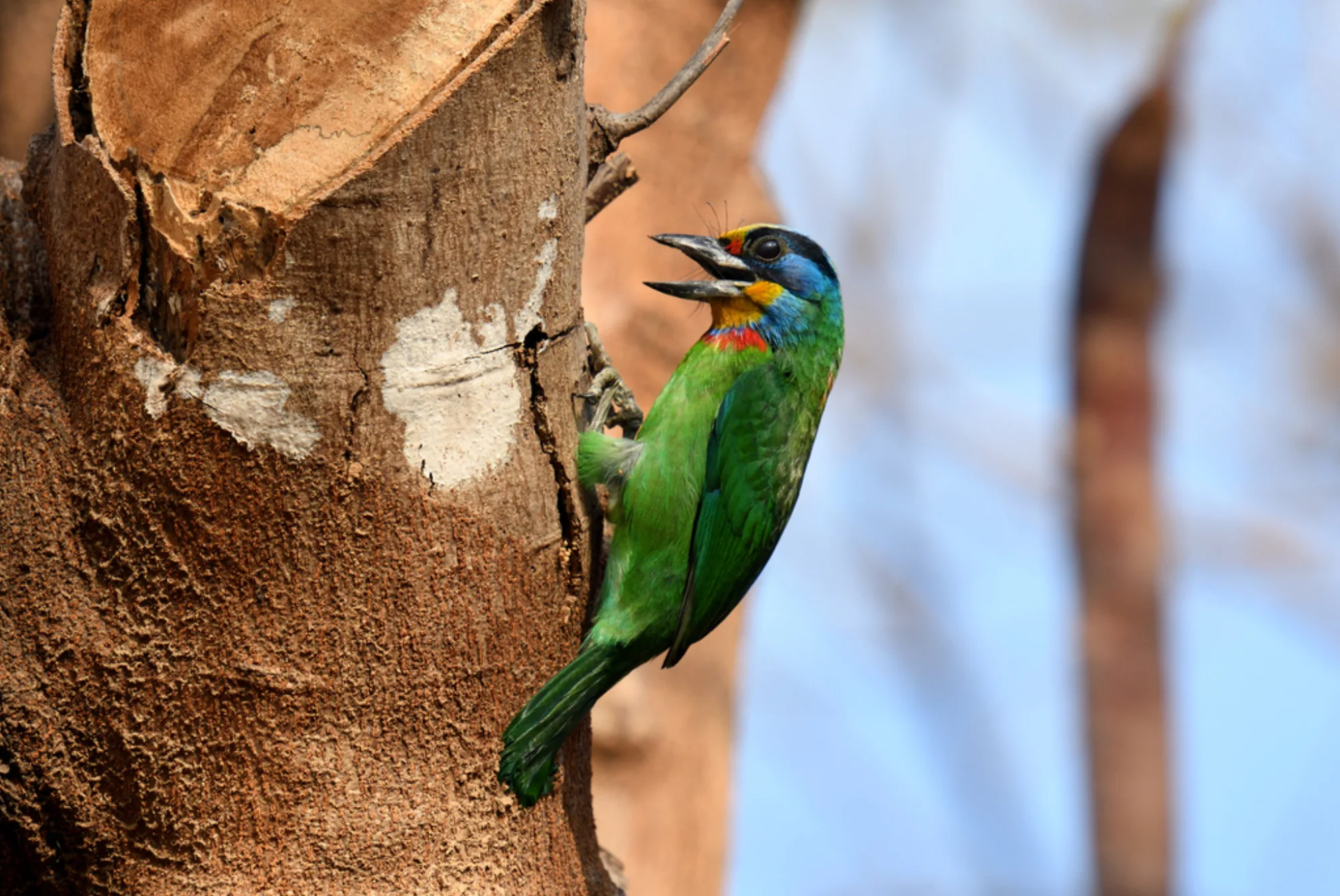 Taiwan Barbet