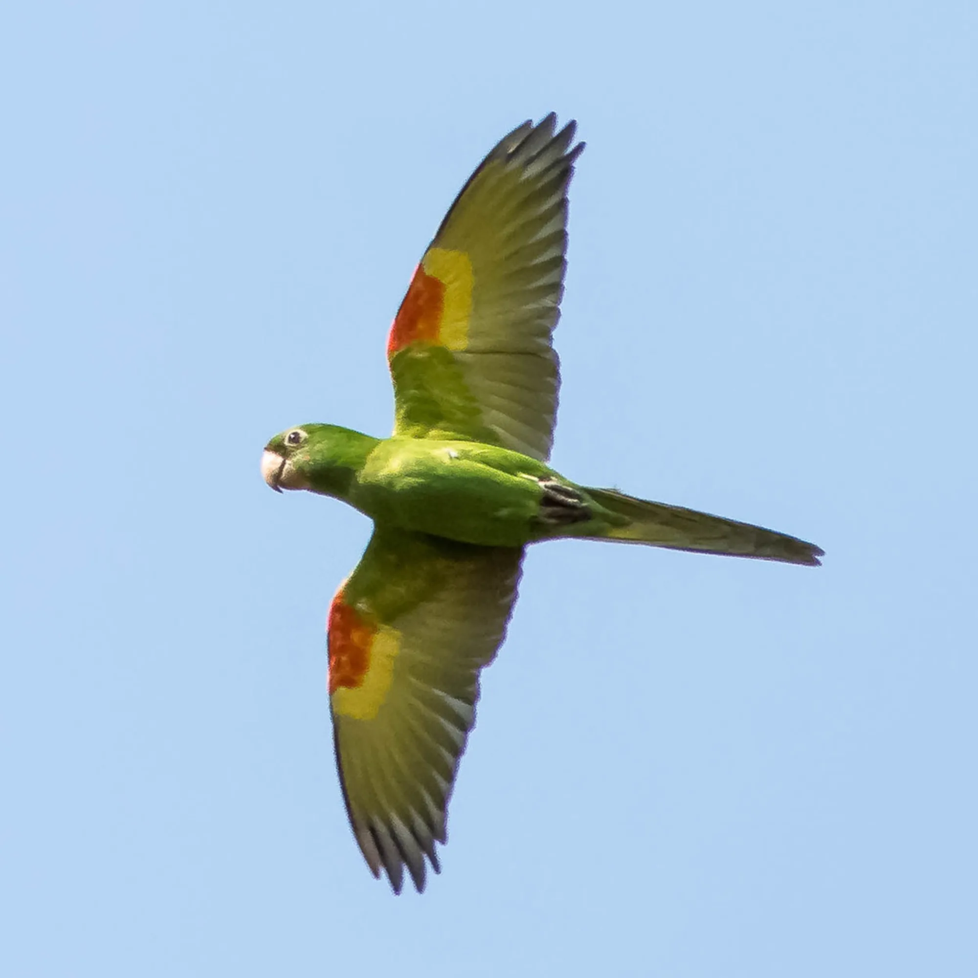 White-eyed Parakeet