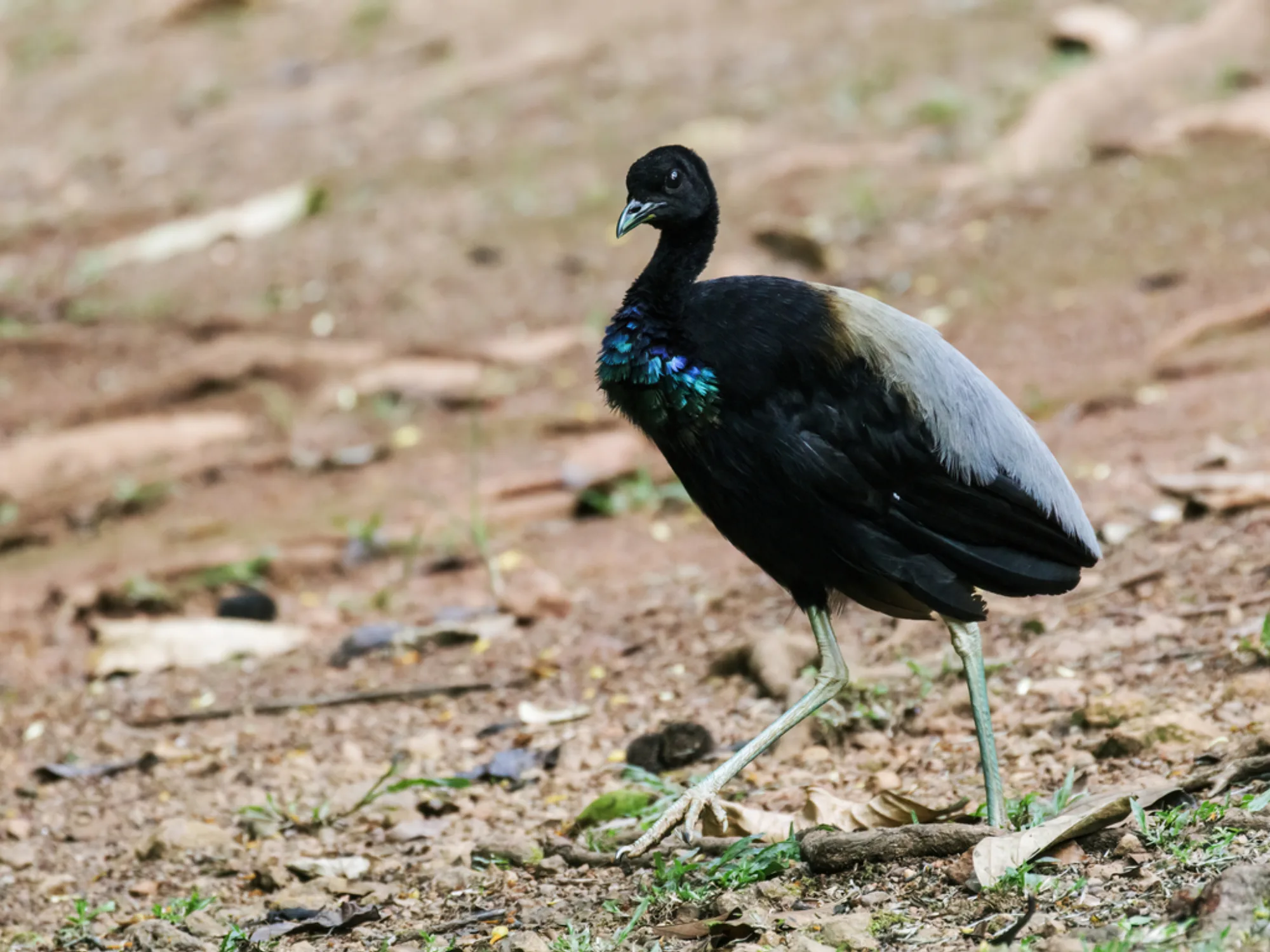 Grey-winged Trumpeter