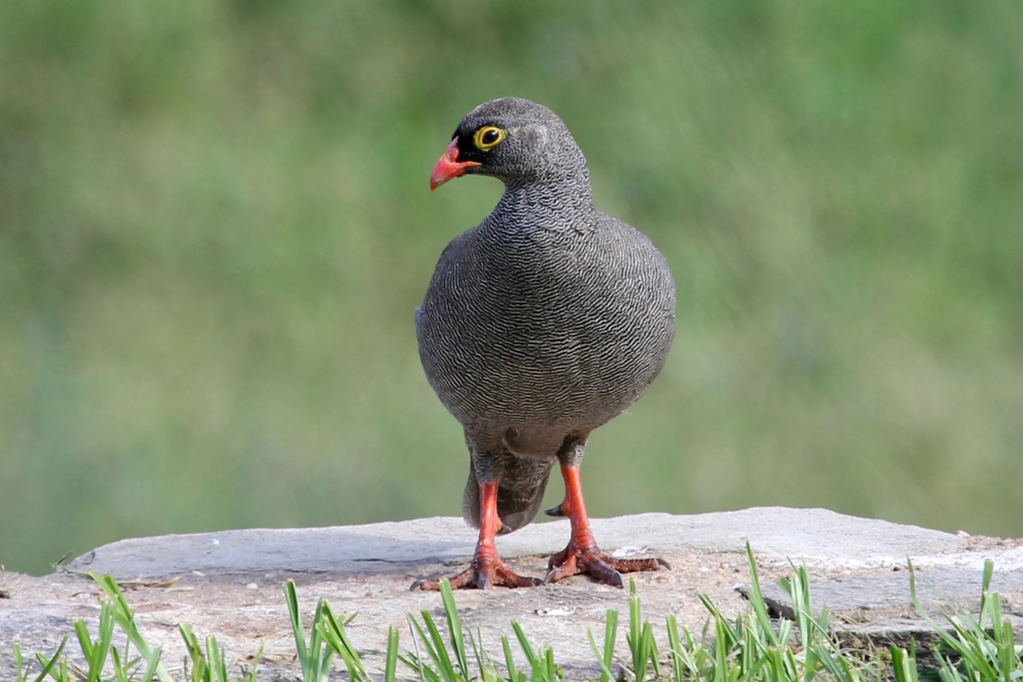 Red-billed Spurfowl