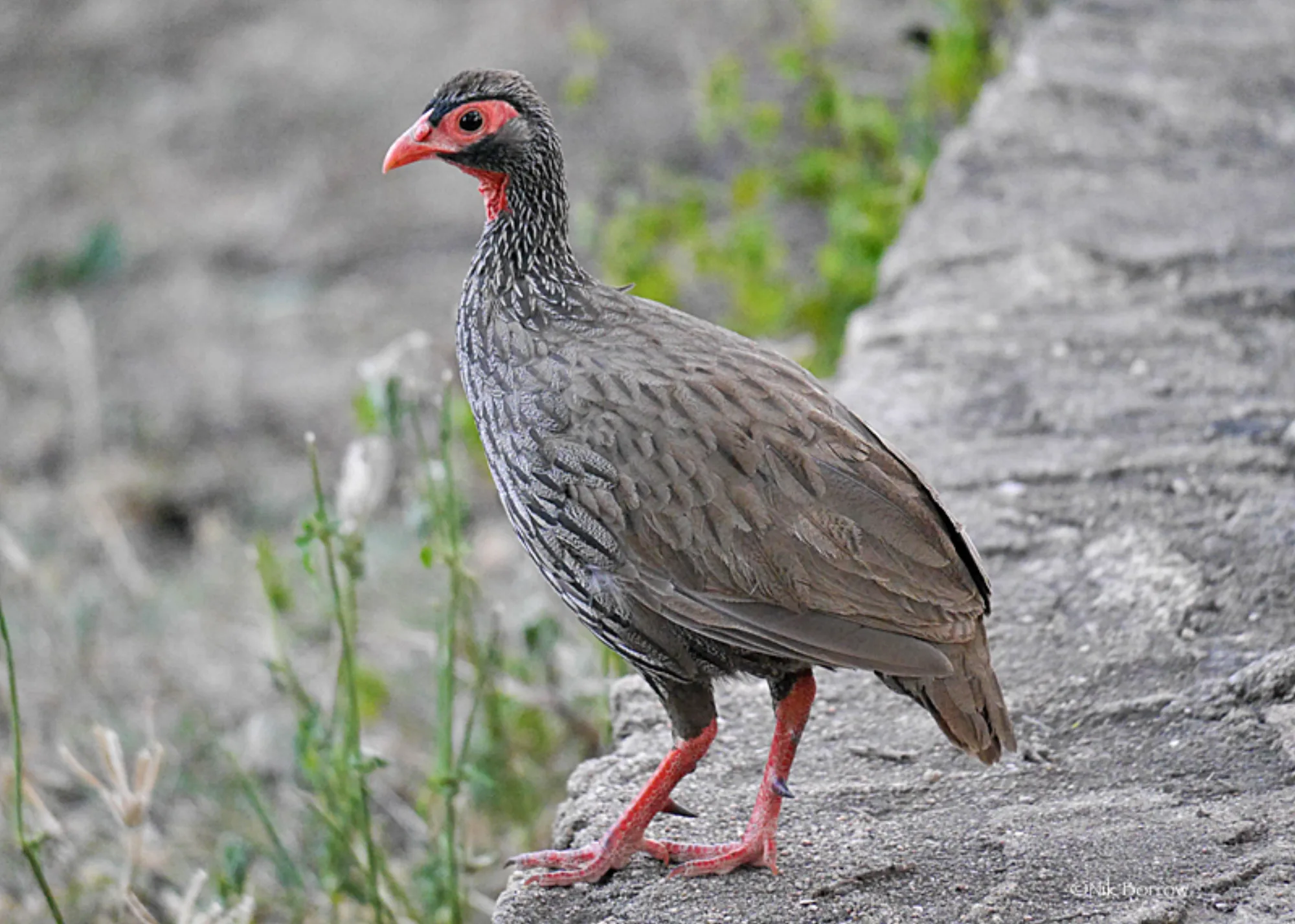 Red-necked Francolin