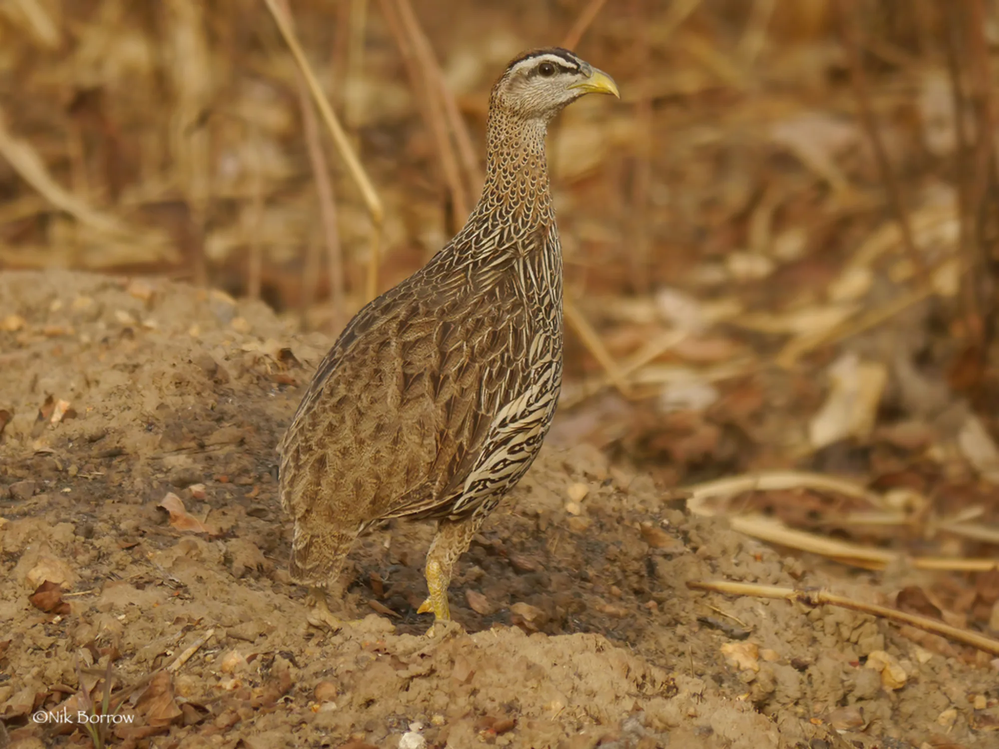 Double-spurred Francolin