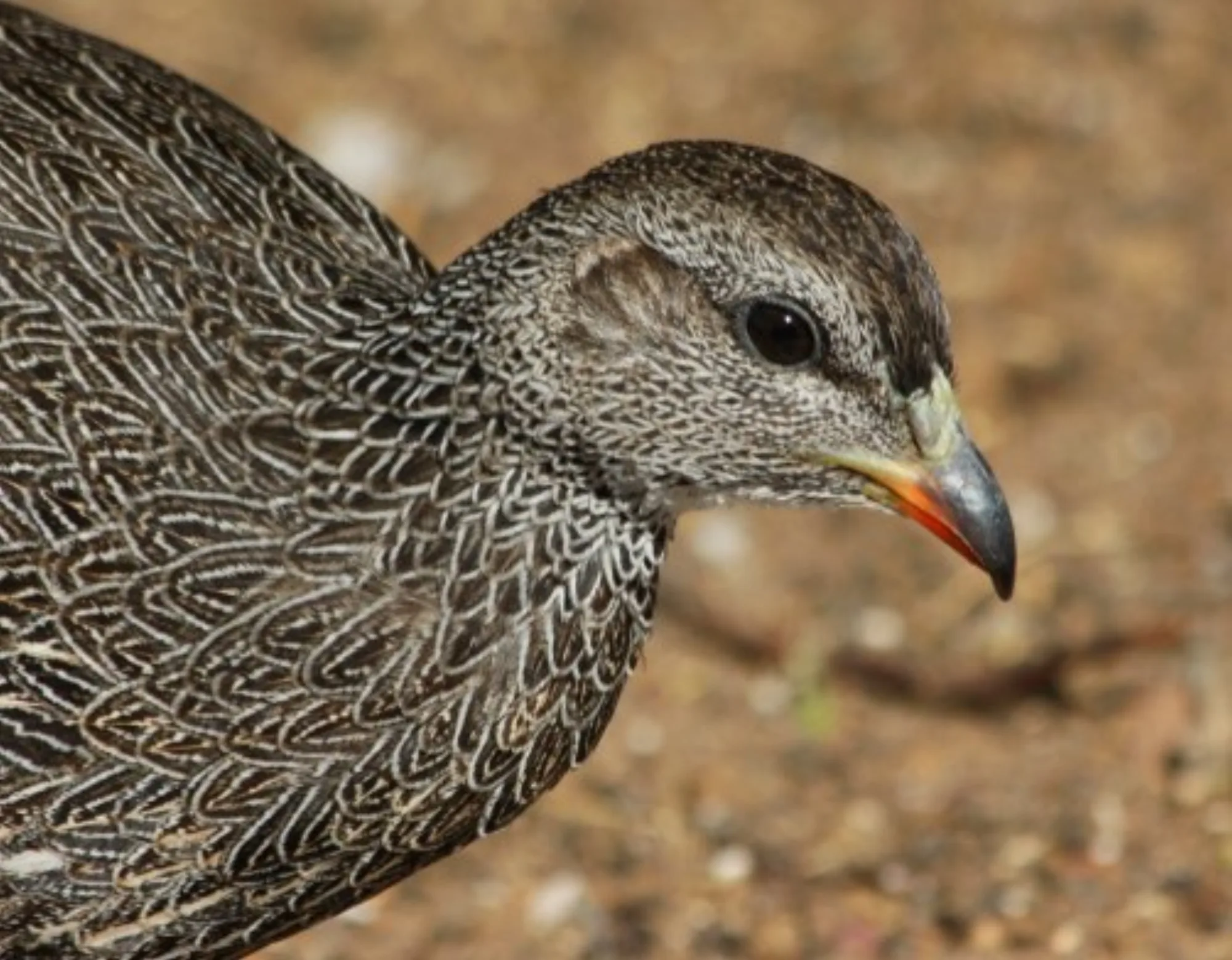 Cape Francolin
