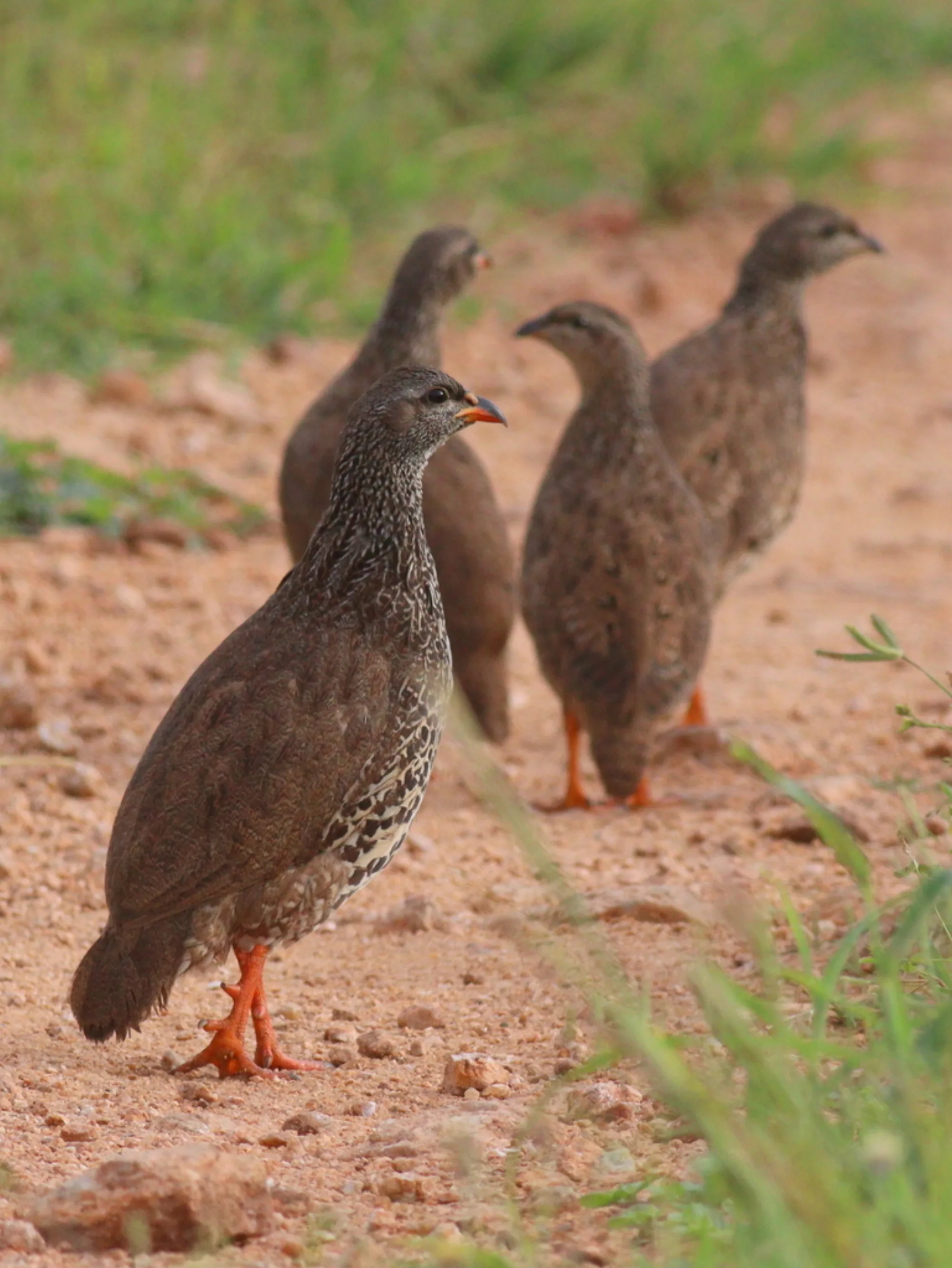 Hildebrandt's Francolin