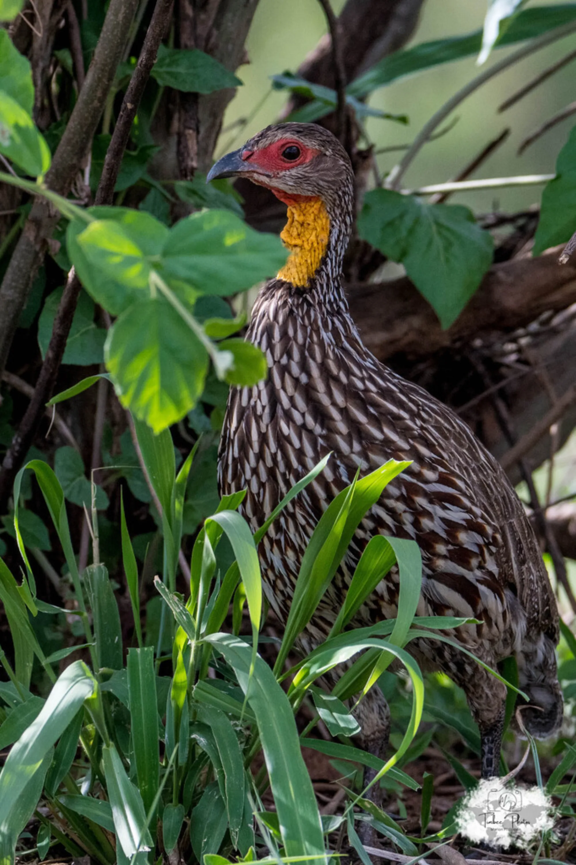 Yellow-necked Spurfowl
