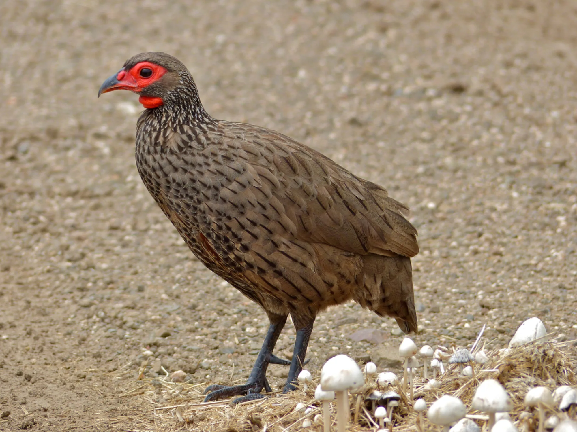 Swainson's Francolin