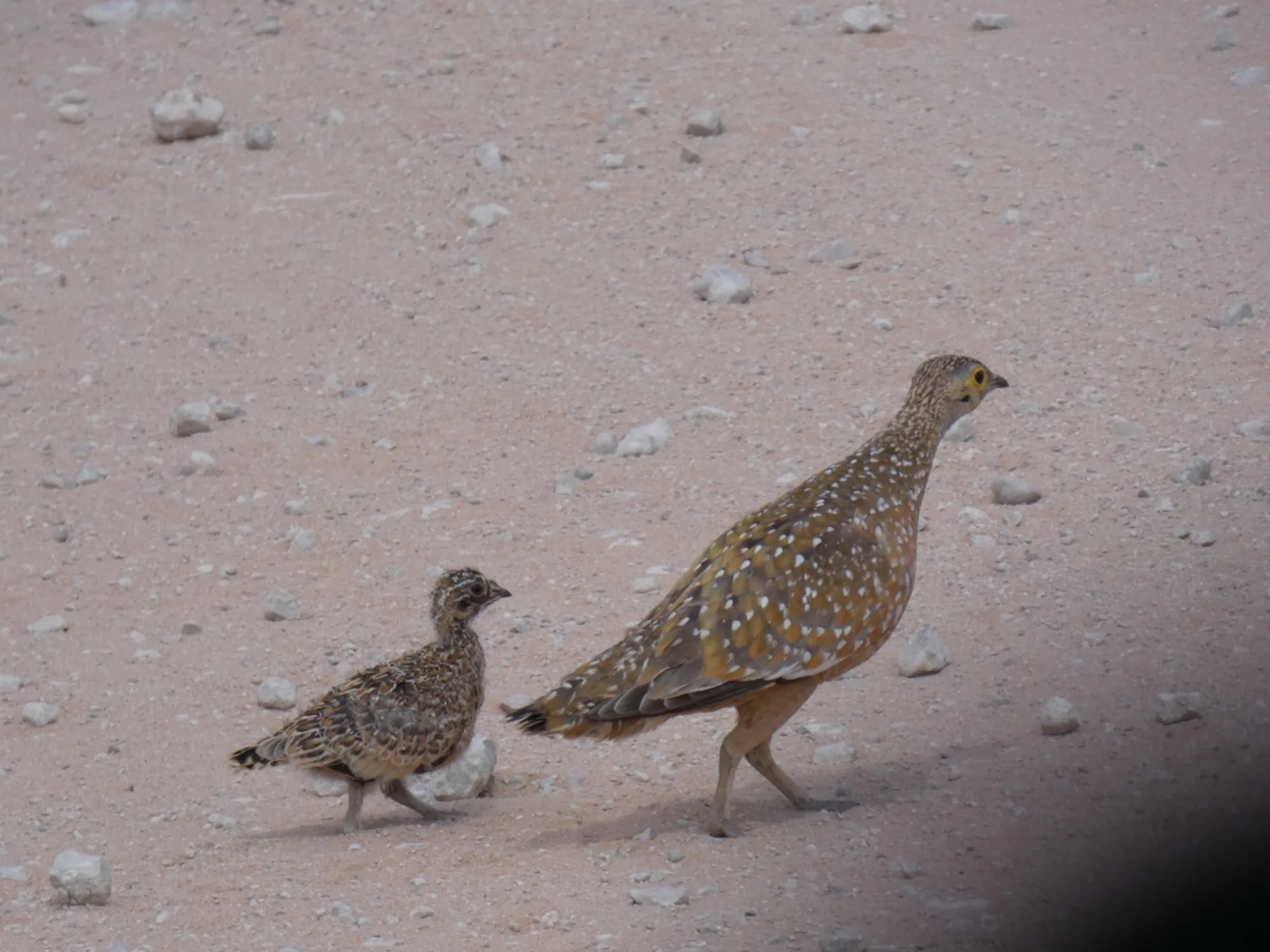 Burchell's Sandgrouse