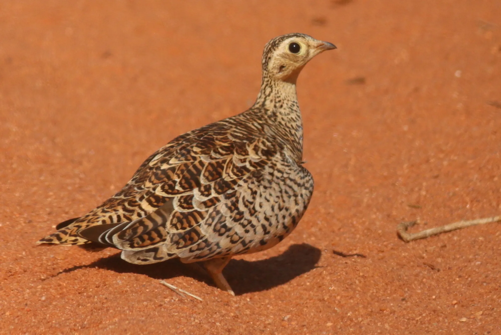 Black-faced Sandgrouse
