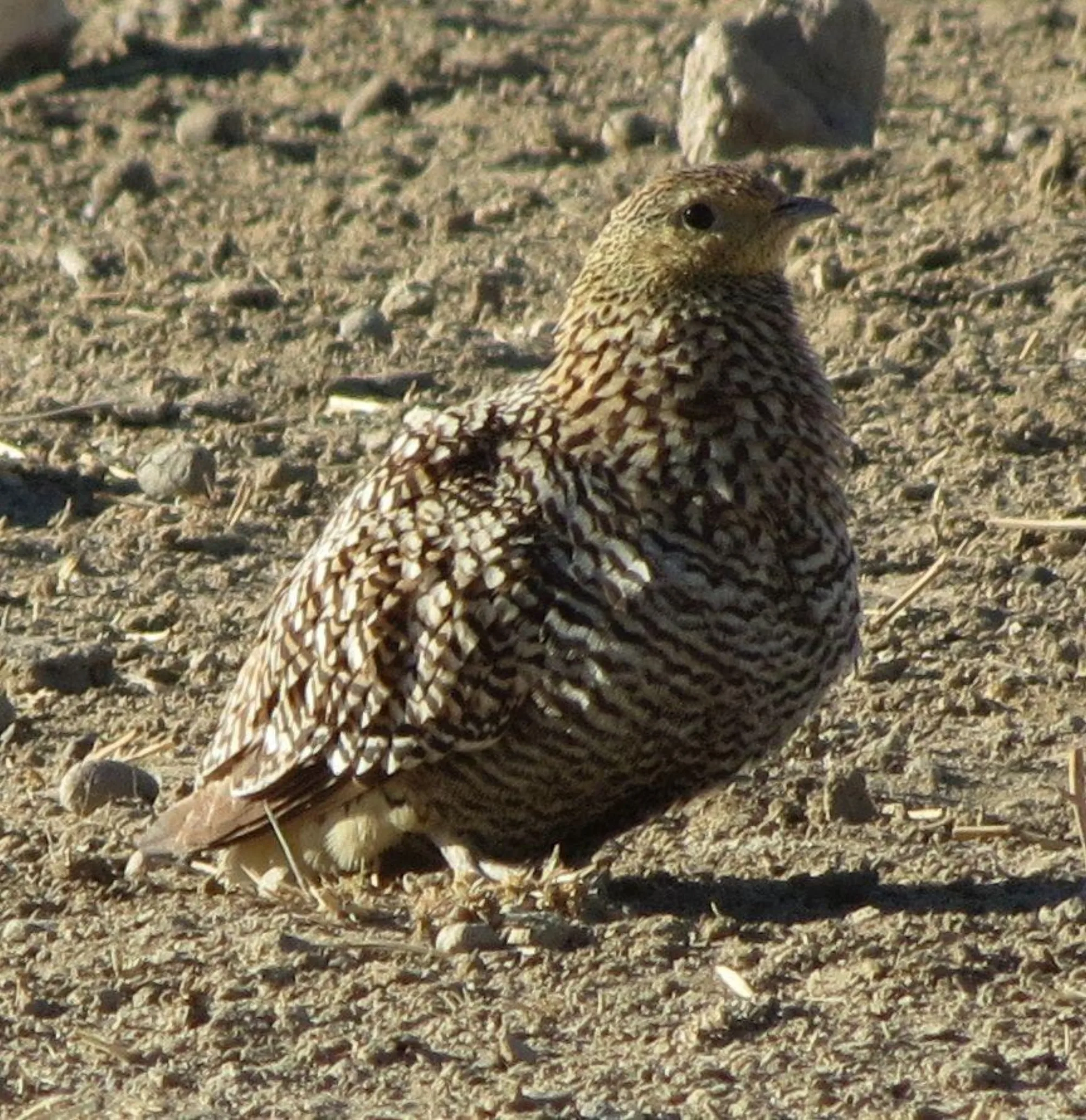 Namaqua Sandgrouse
