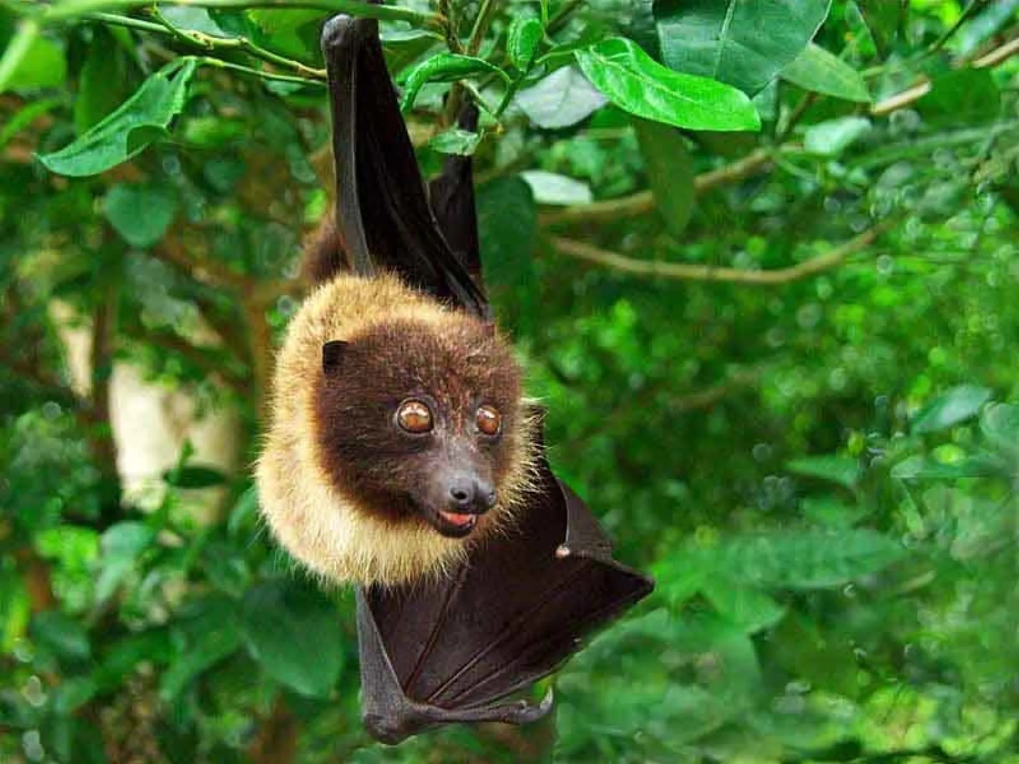 Ryukyu Flying Fox