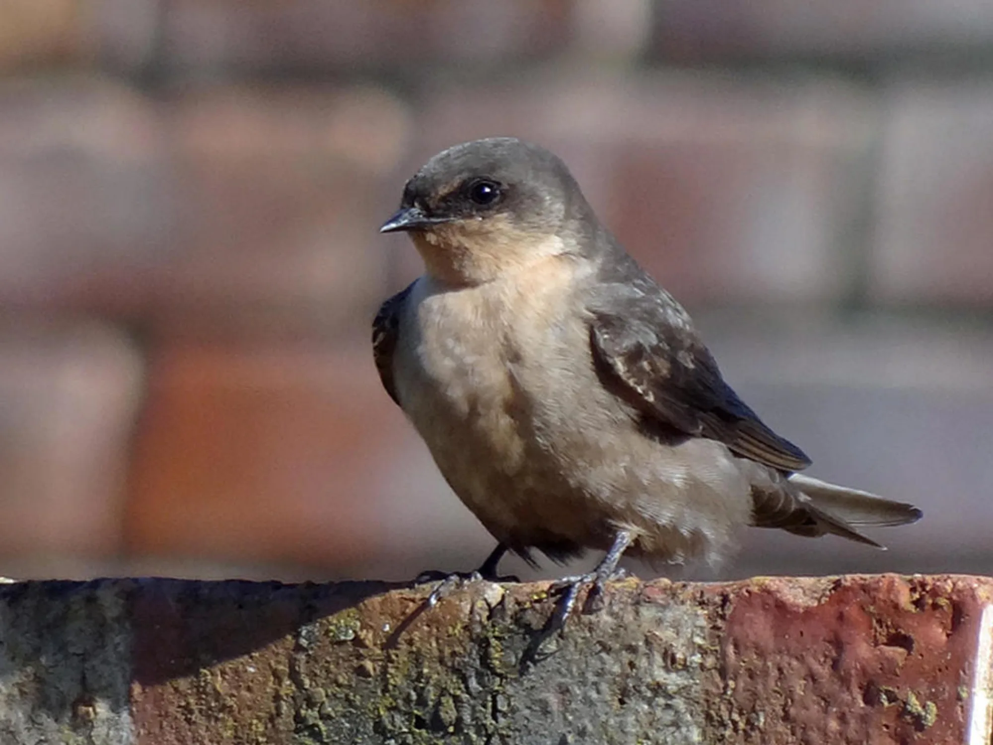 Rock Martin