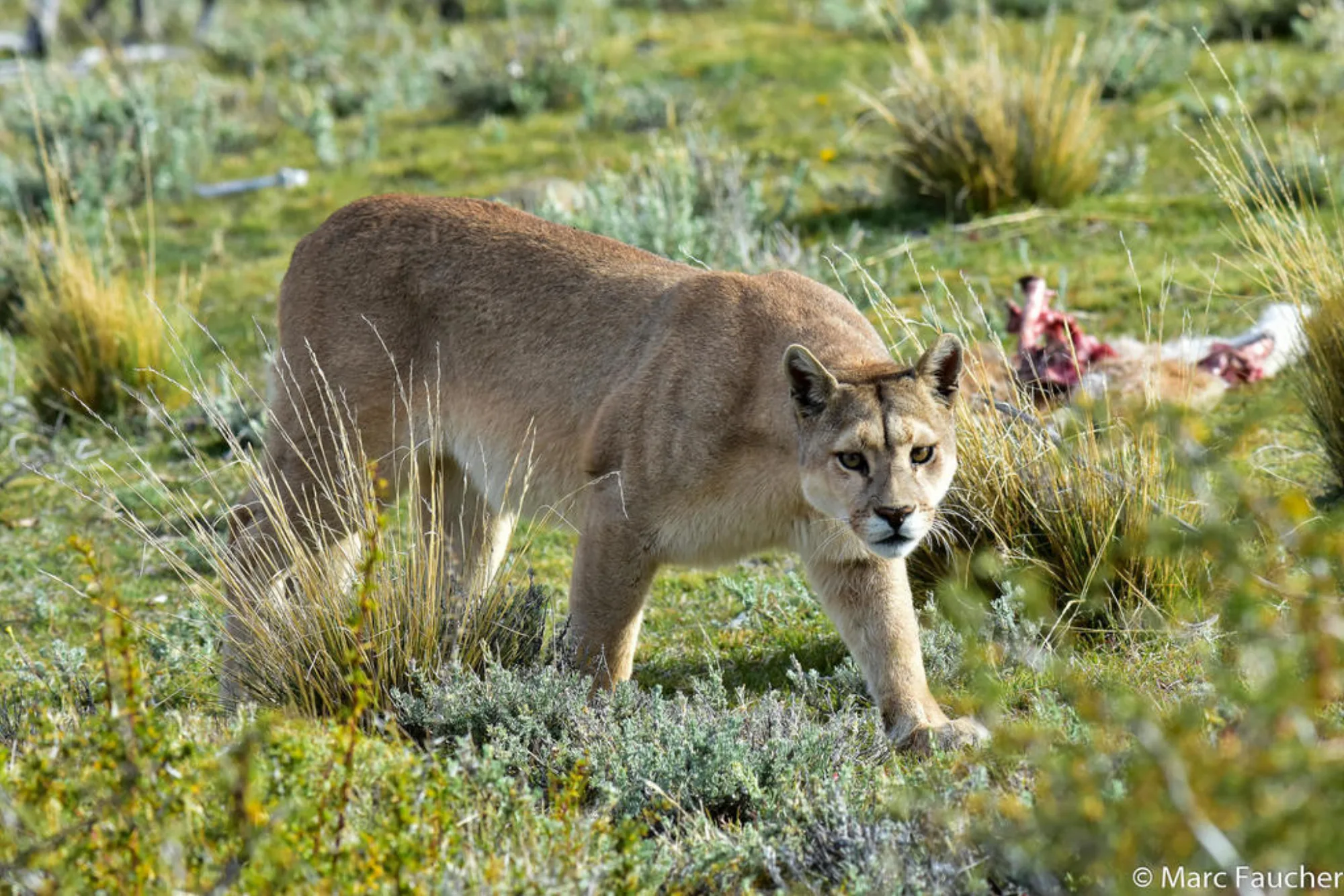 Puma