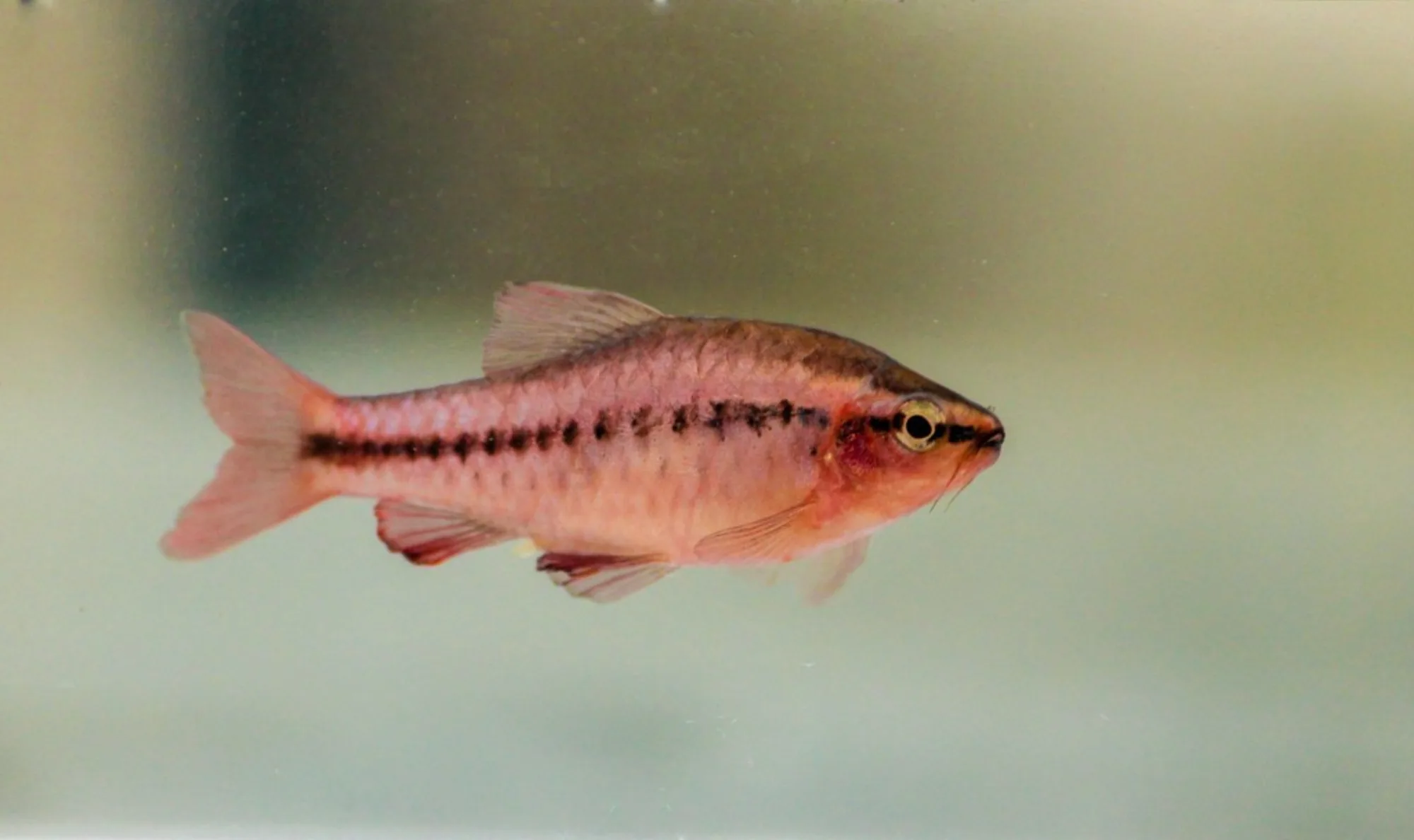 Cherry Barb