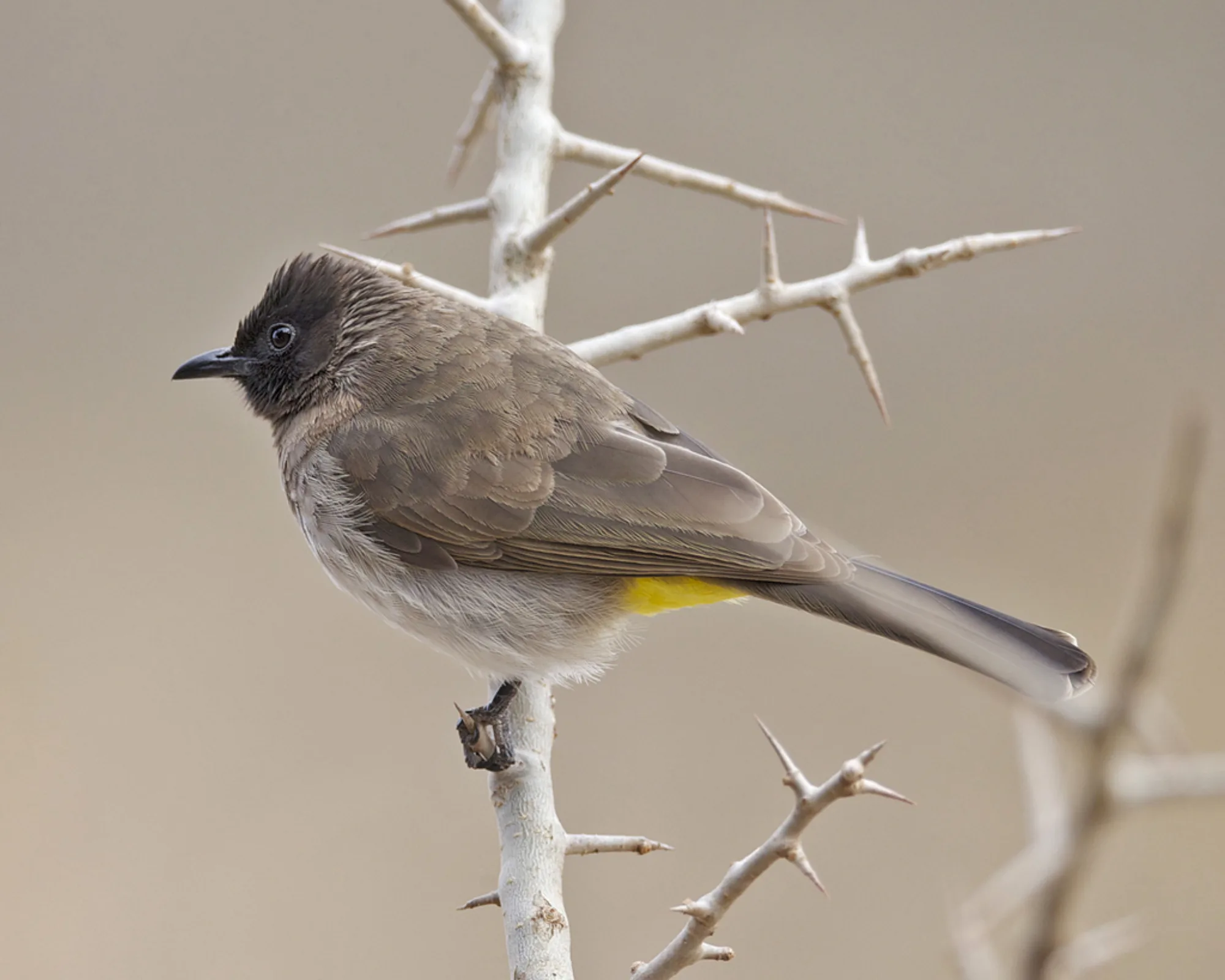 Common Bulbul