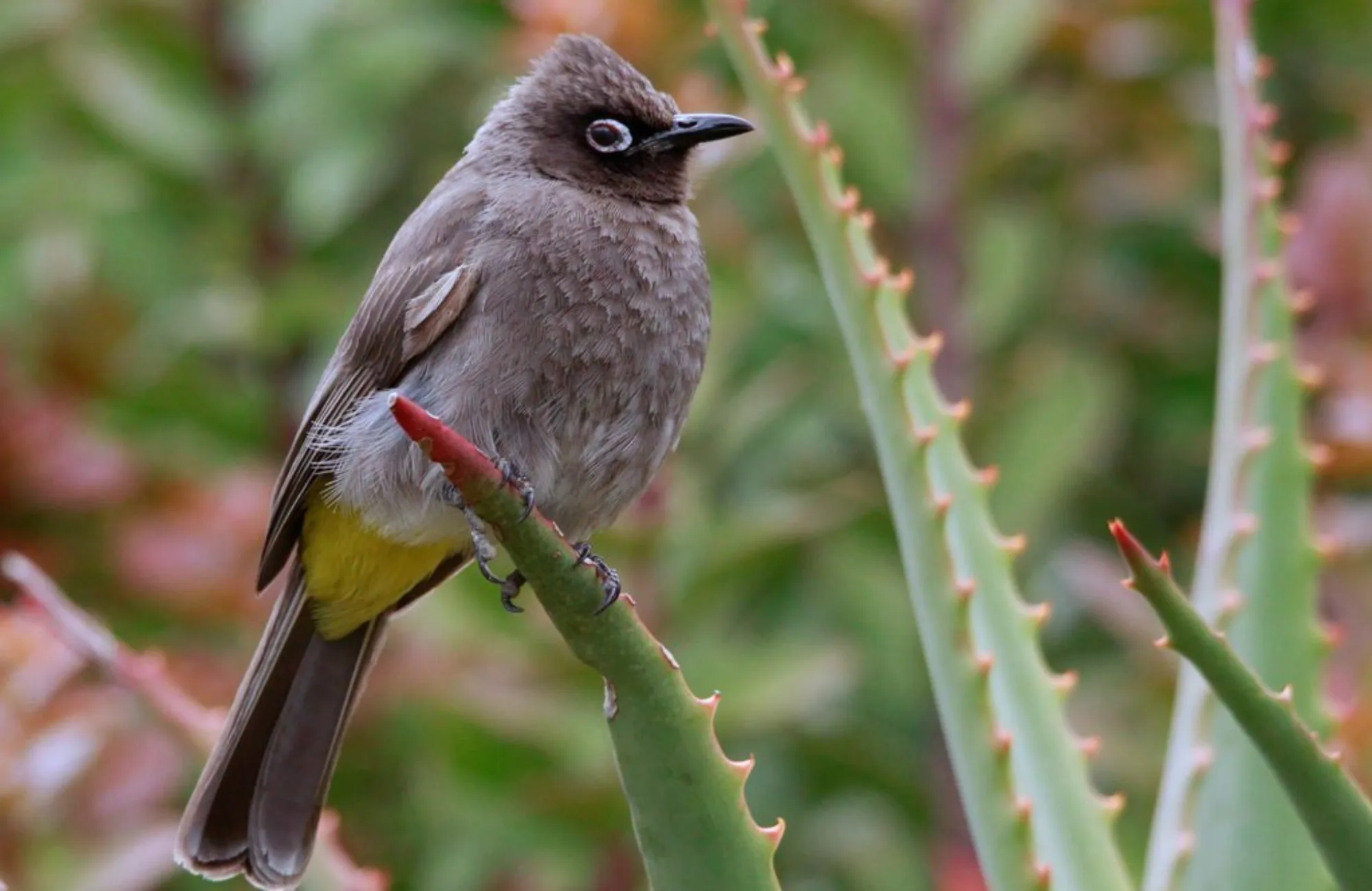 Cape Bulbul