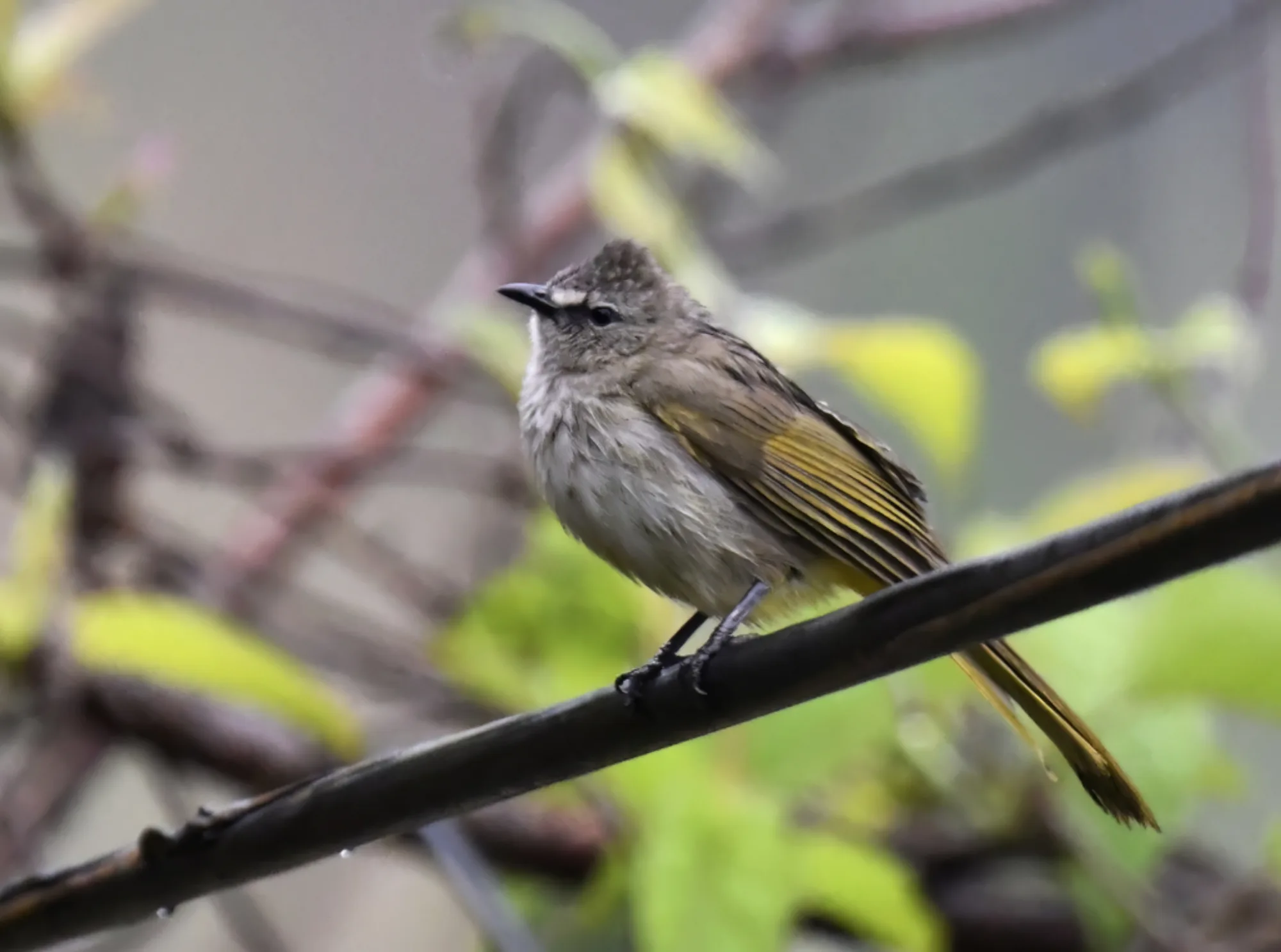 Flavescent Bulbul