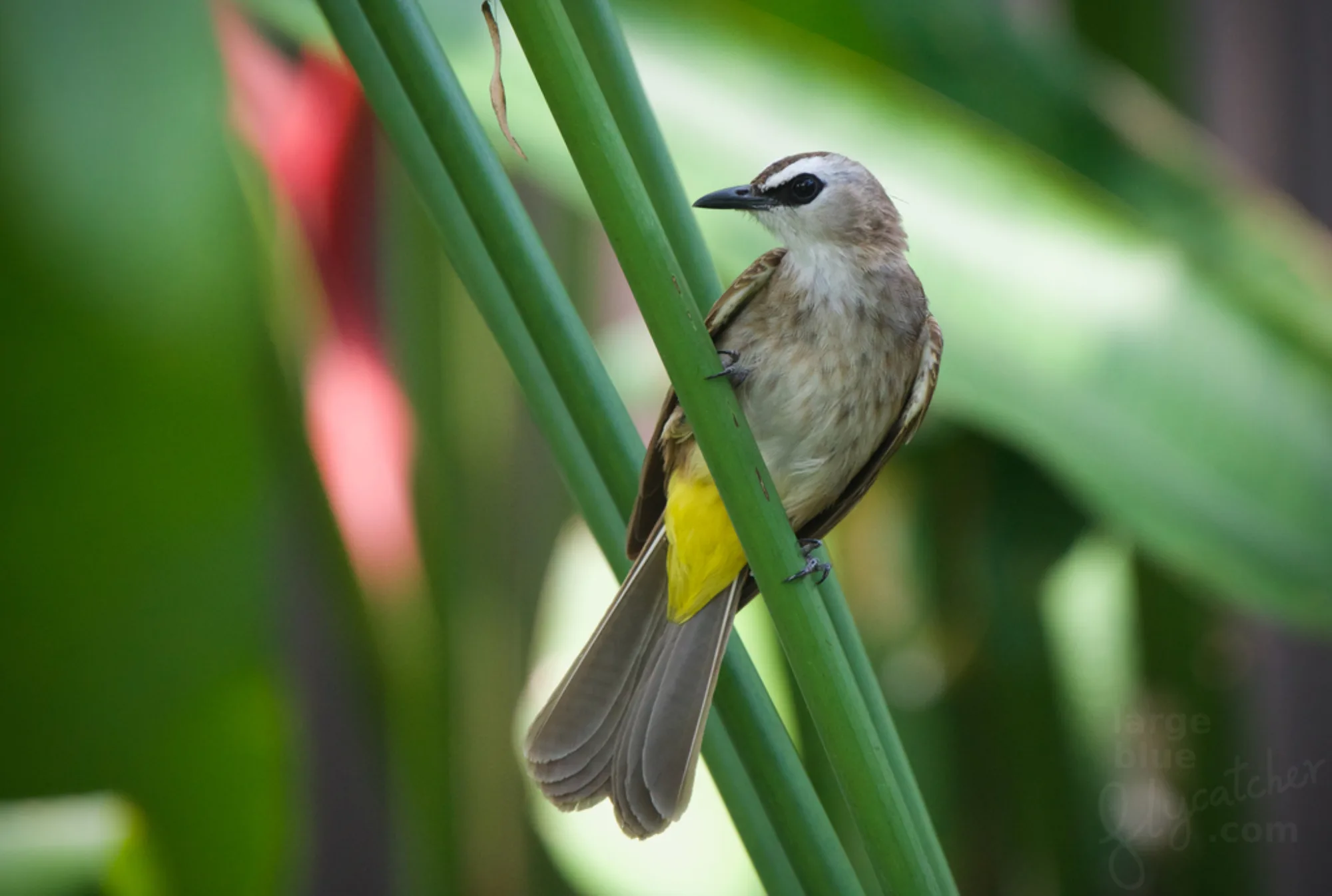 Yellow-vented Bulbul