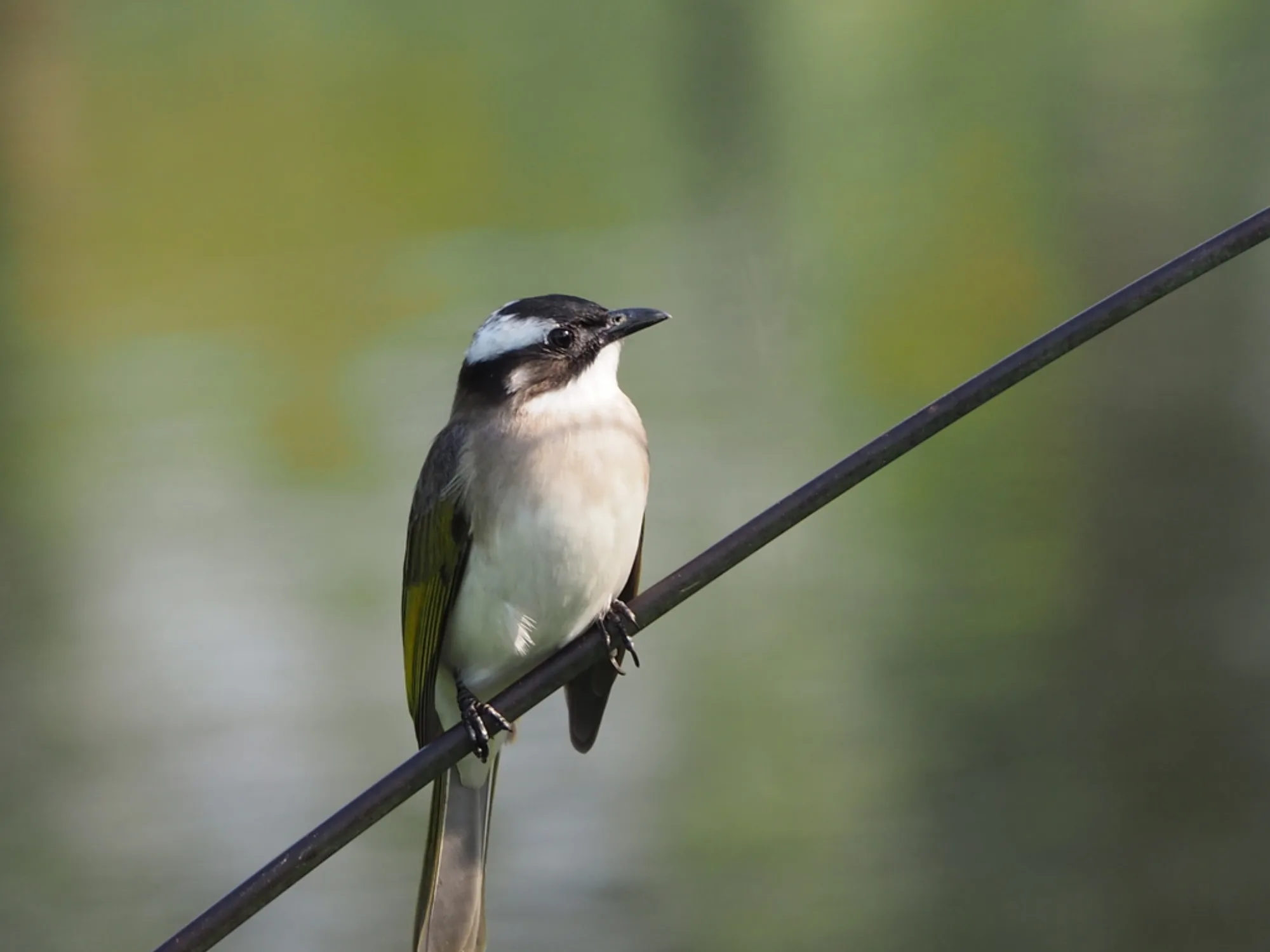 Light-vented Bulbul