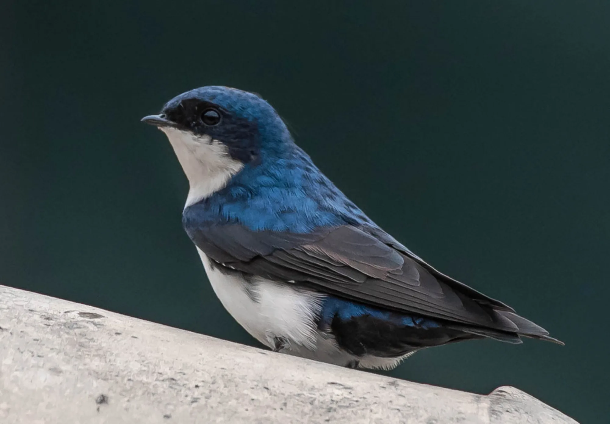 Blue-and-white Swallow