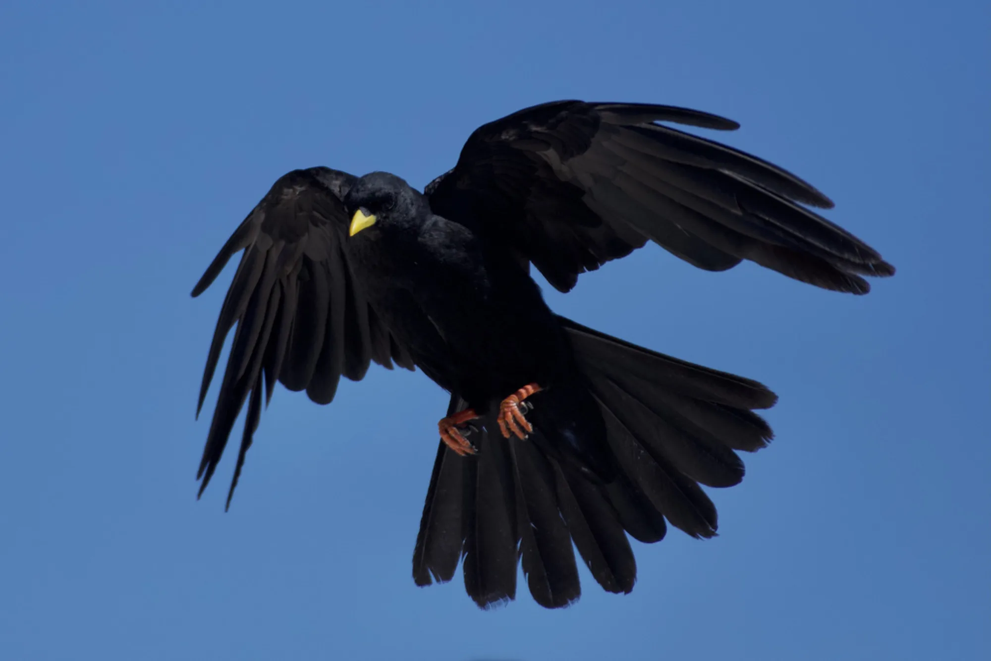 Alpine Chough