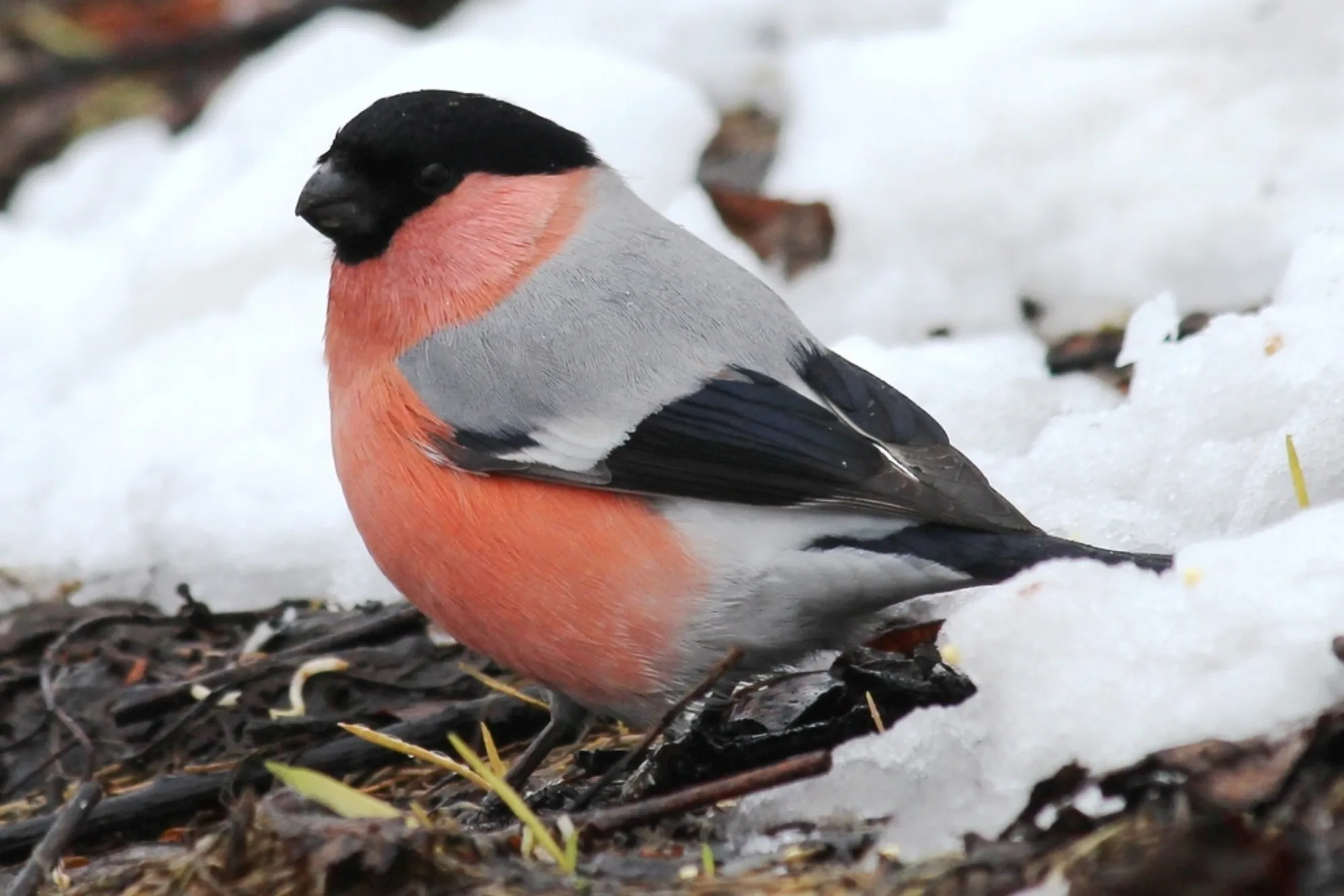 Eurasian Bullfinch