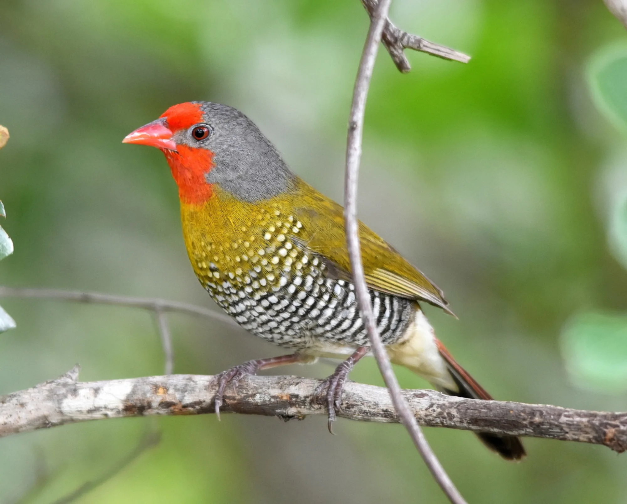 Green-winged Pytilia