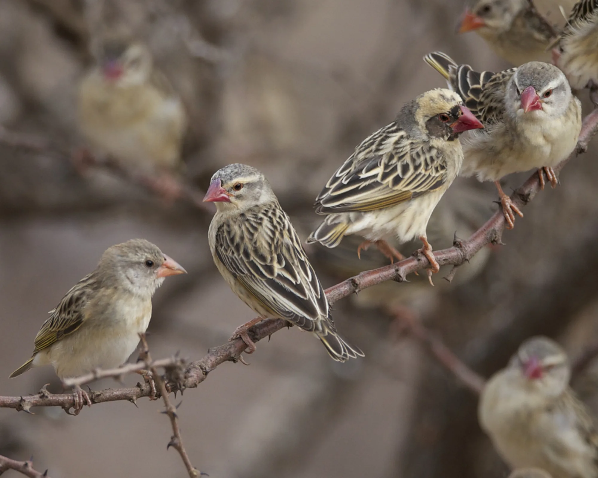 Red-billed Quelea