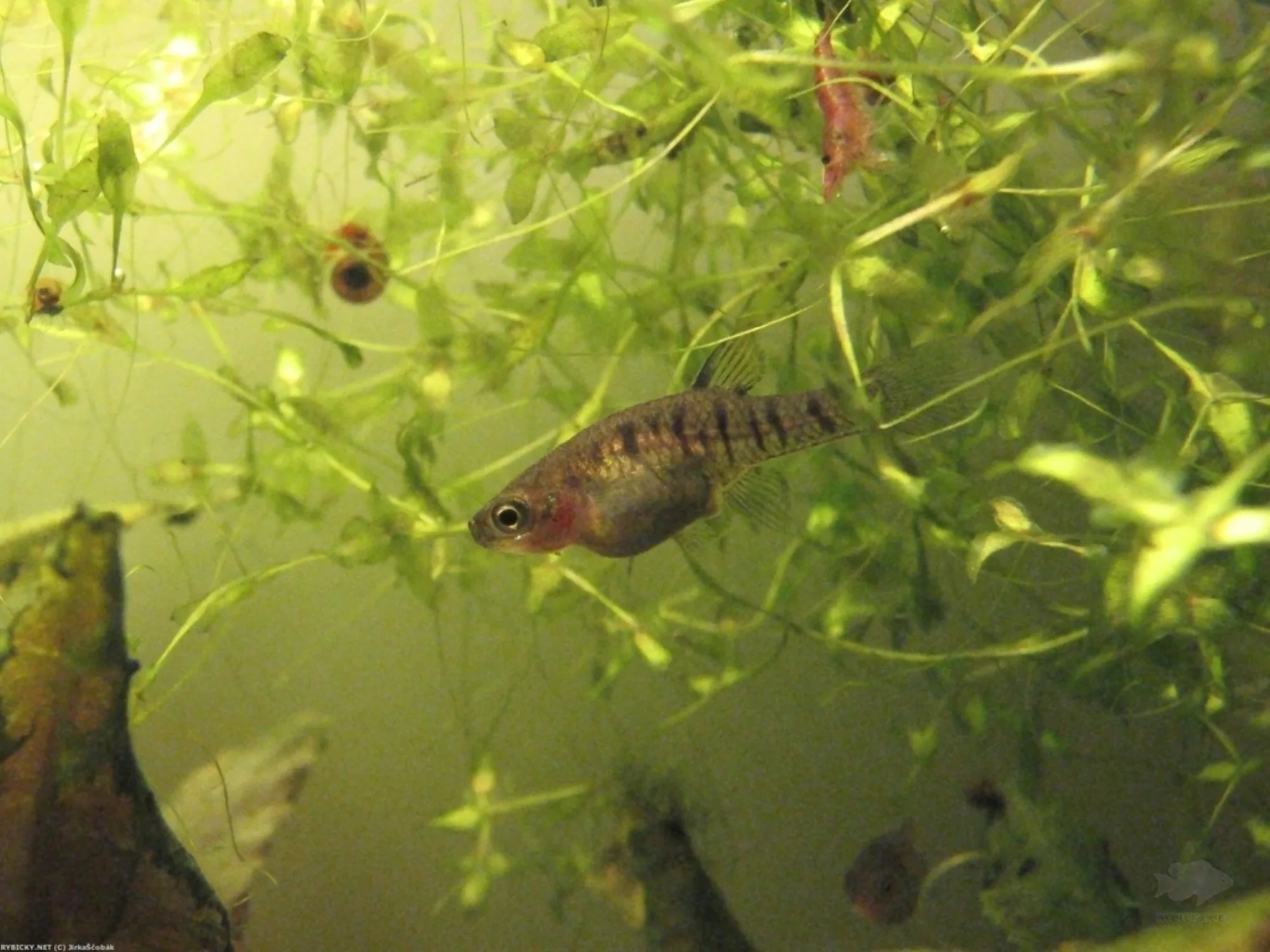 Barred Topminnow