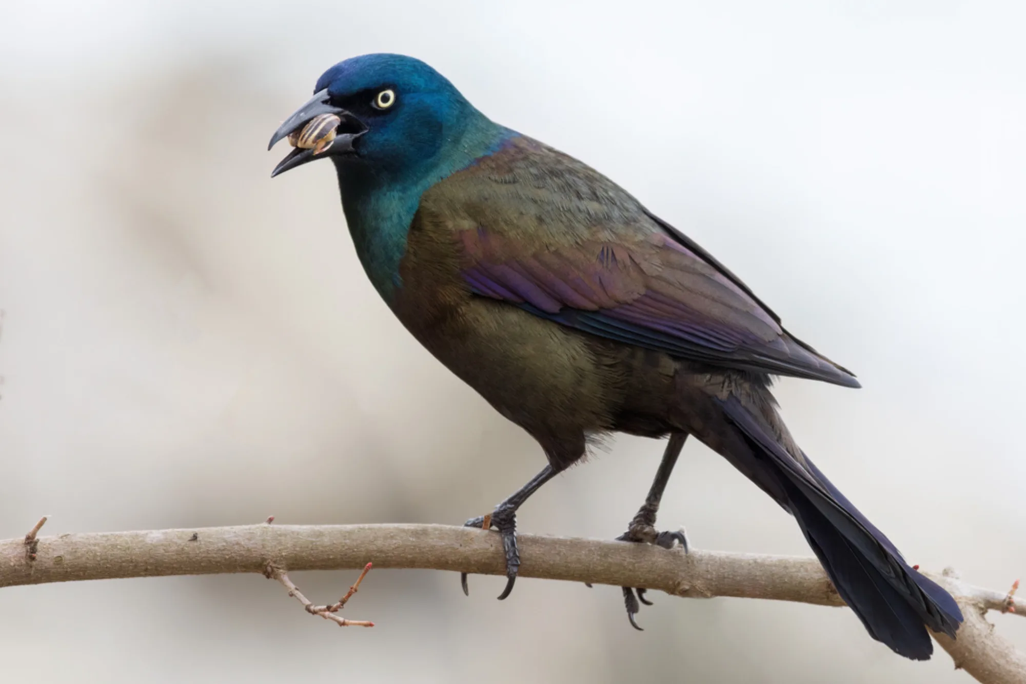 Common Grackle