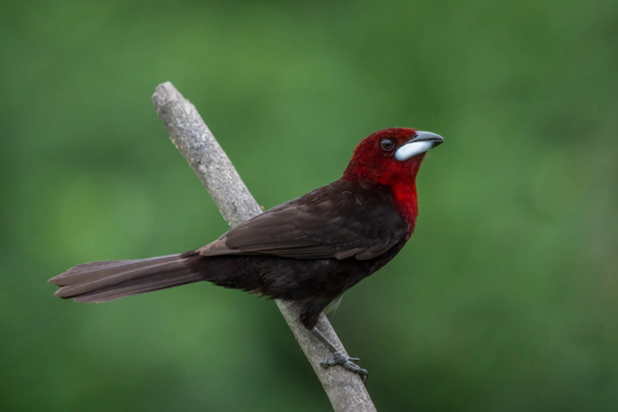 Silver-beaked Tanager
