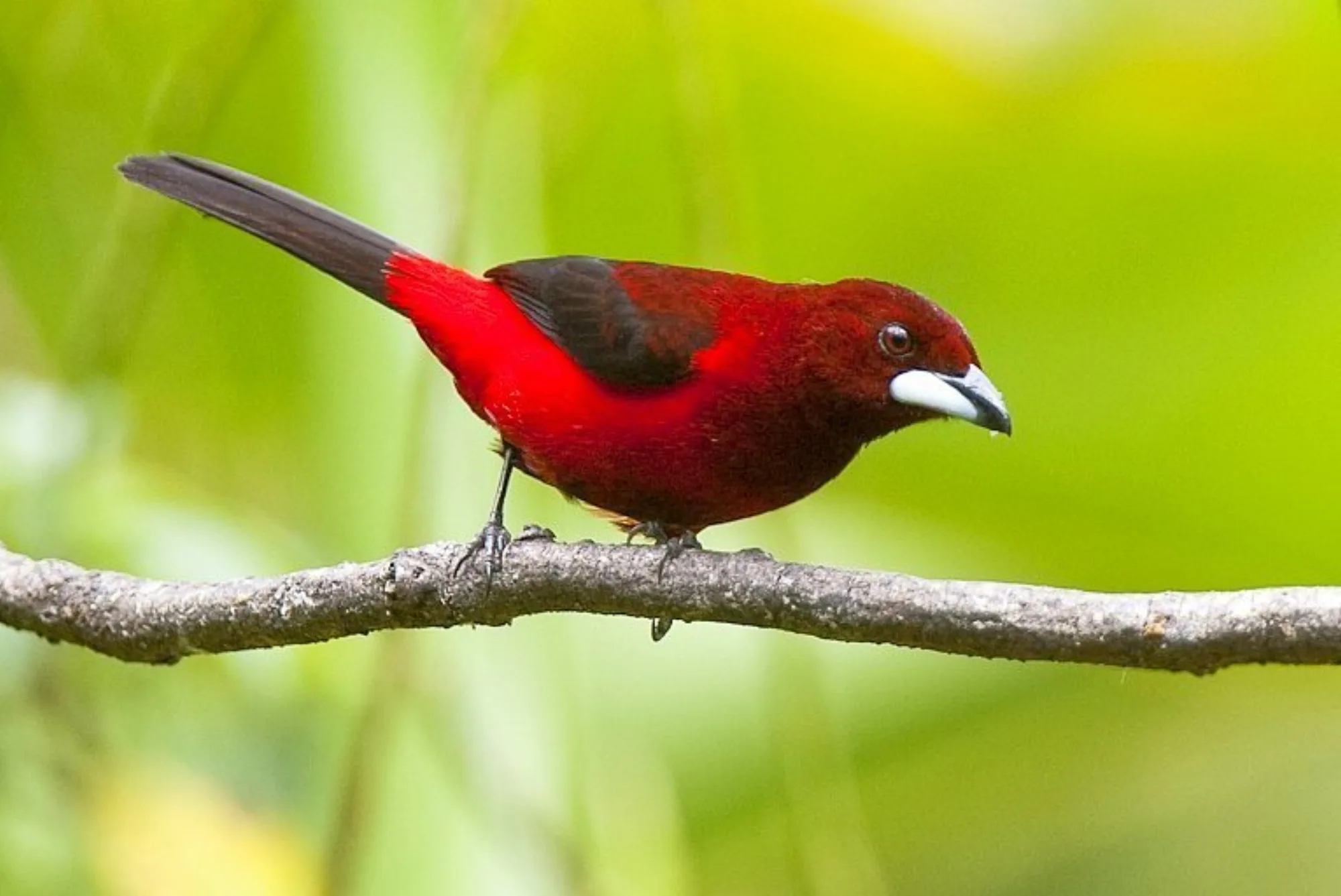 Crimson-backed Tanager