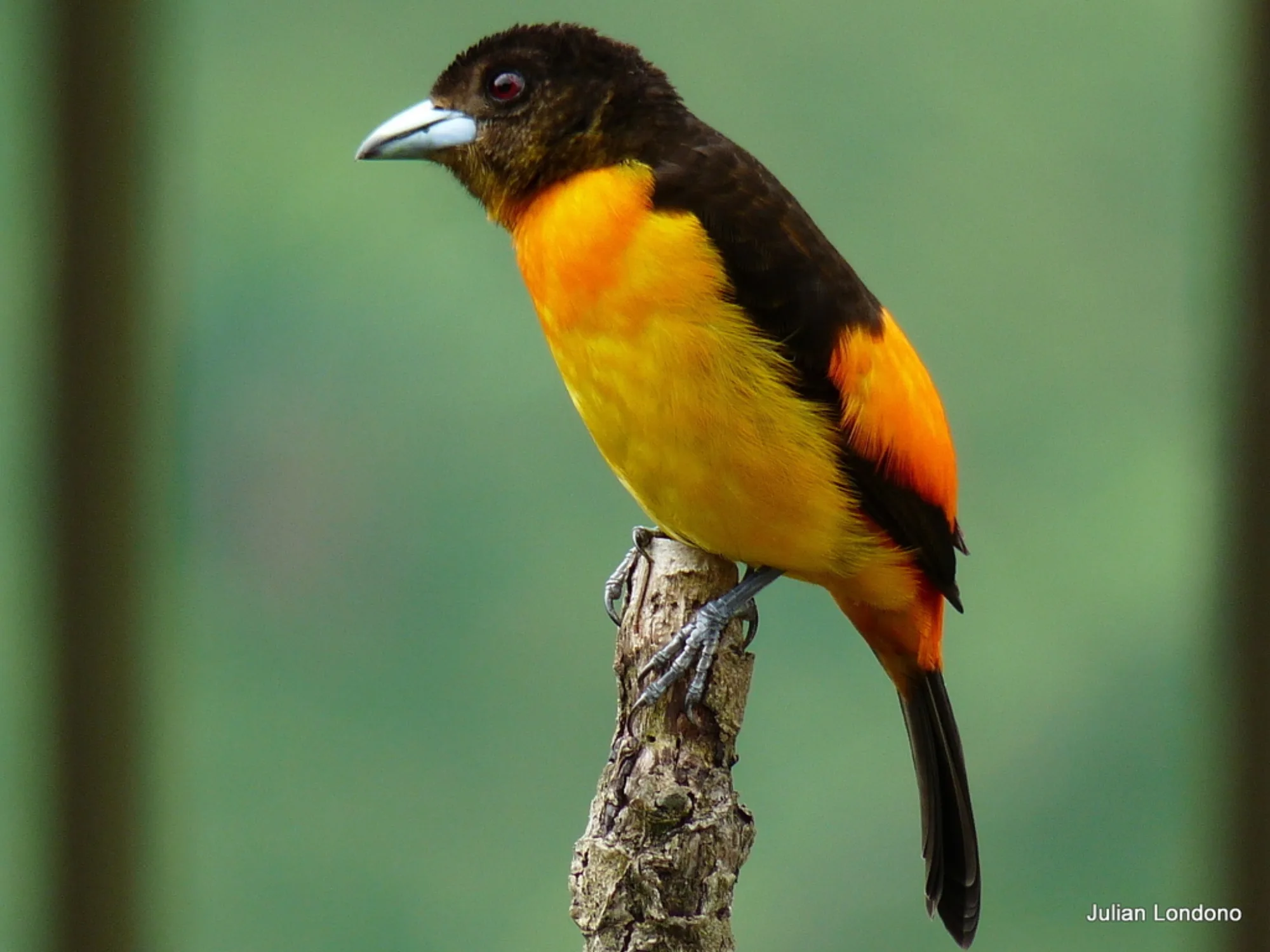 Flame-rumped Tanager