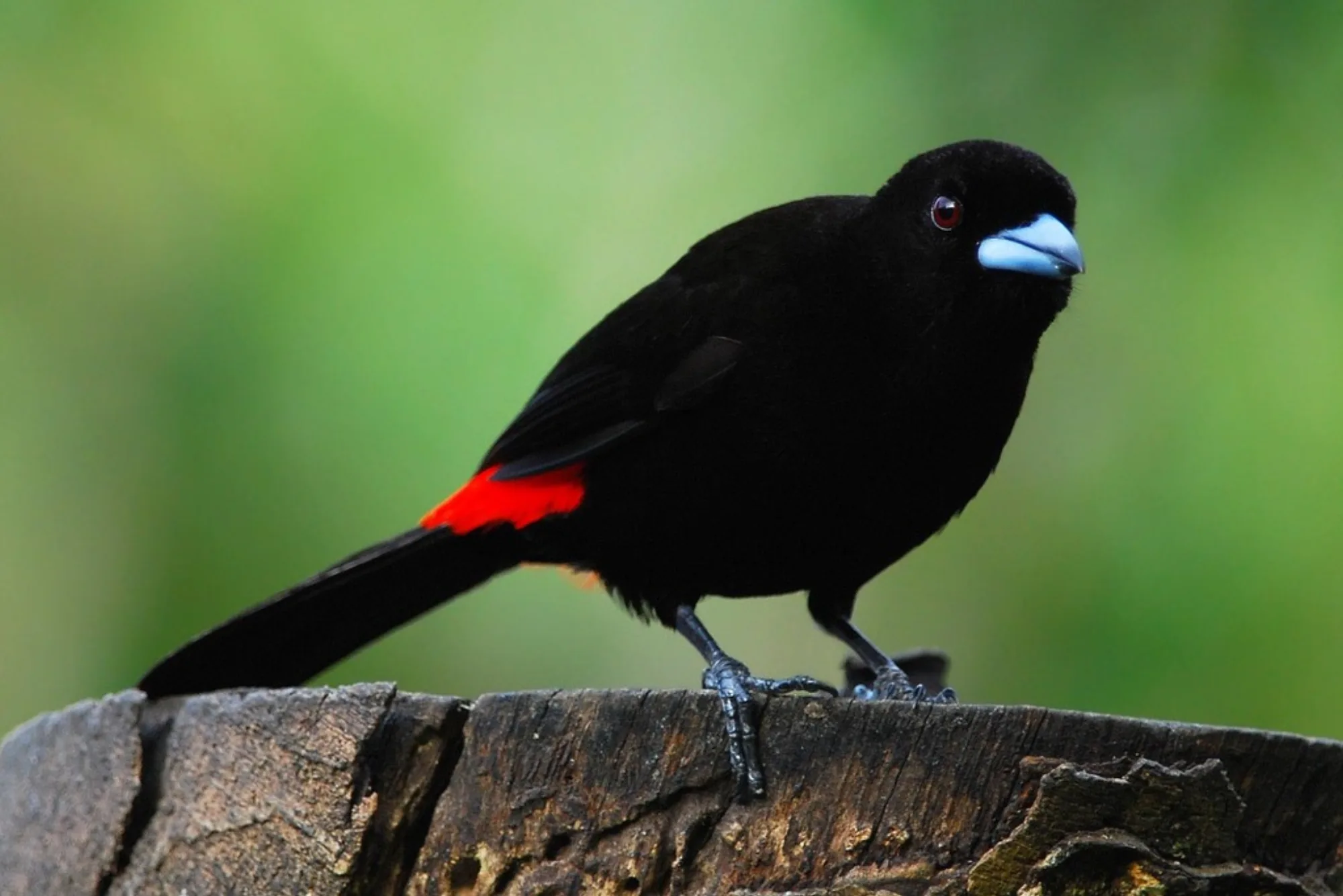Passerini's Tanager