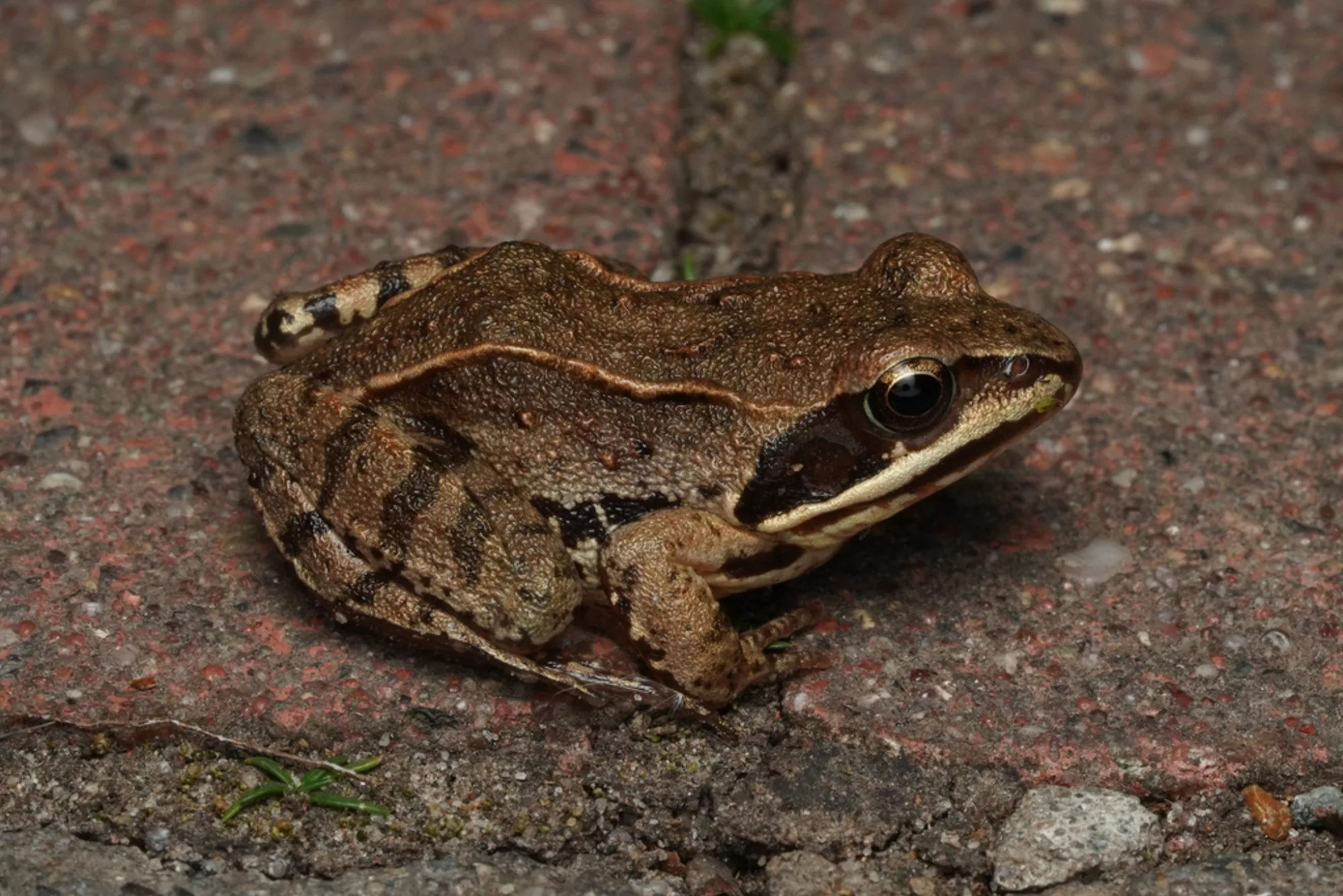 Moor Frog