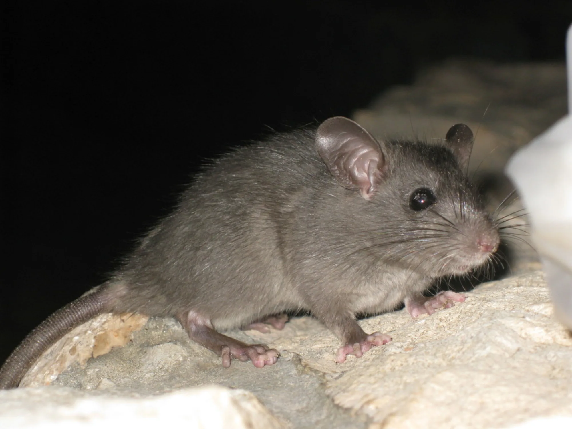 Black Rat