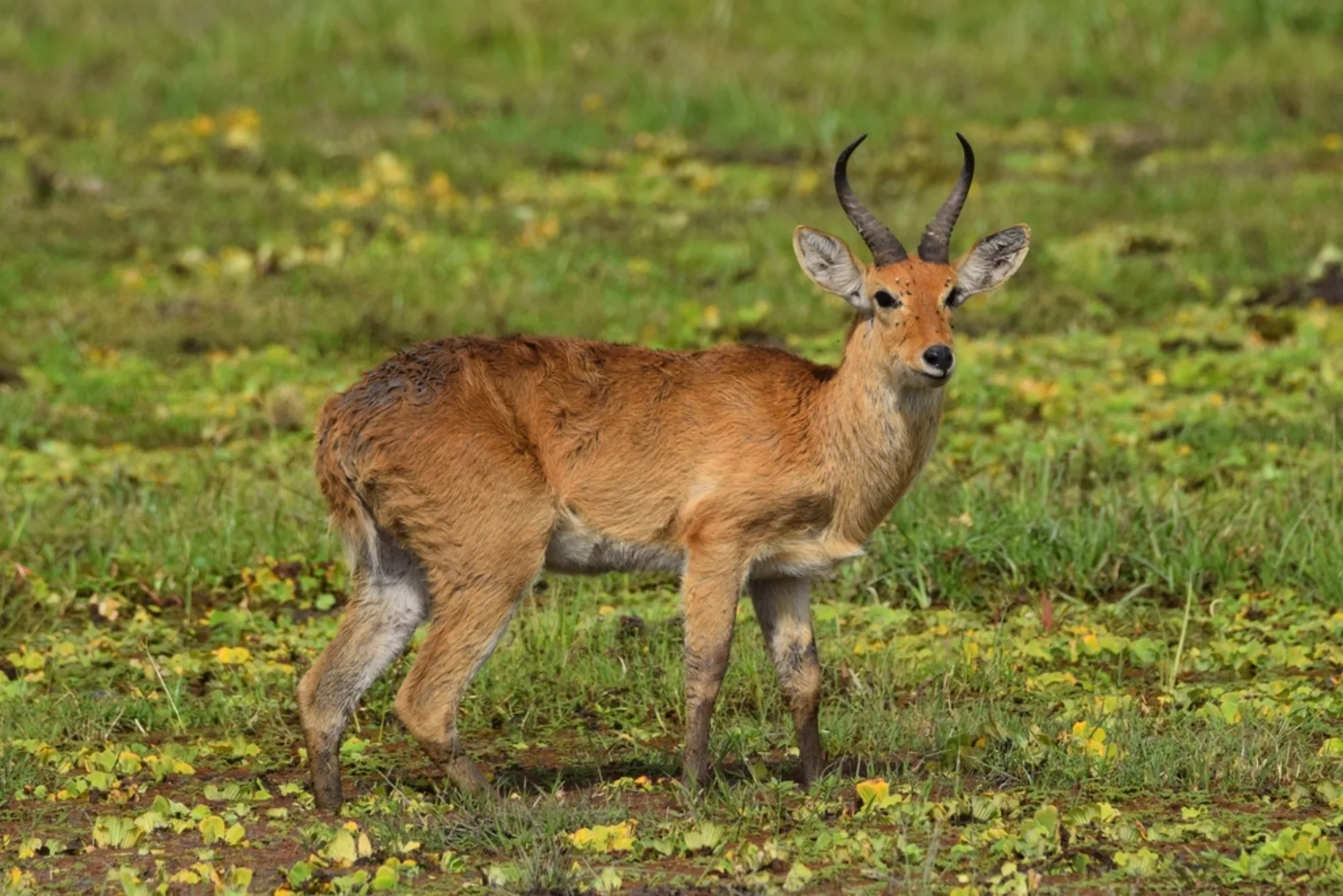 Common Reedbuck