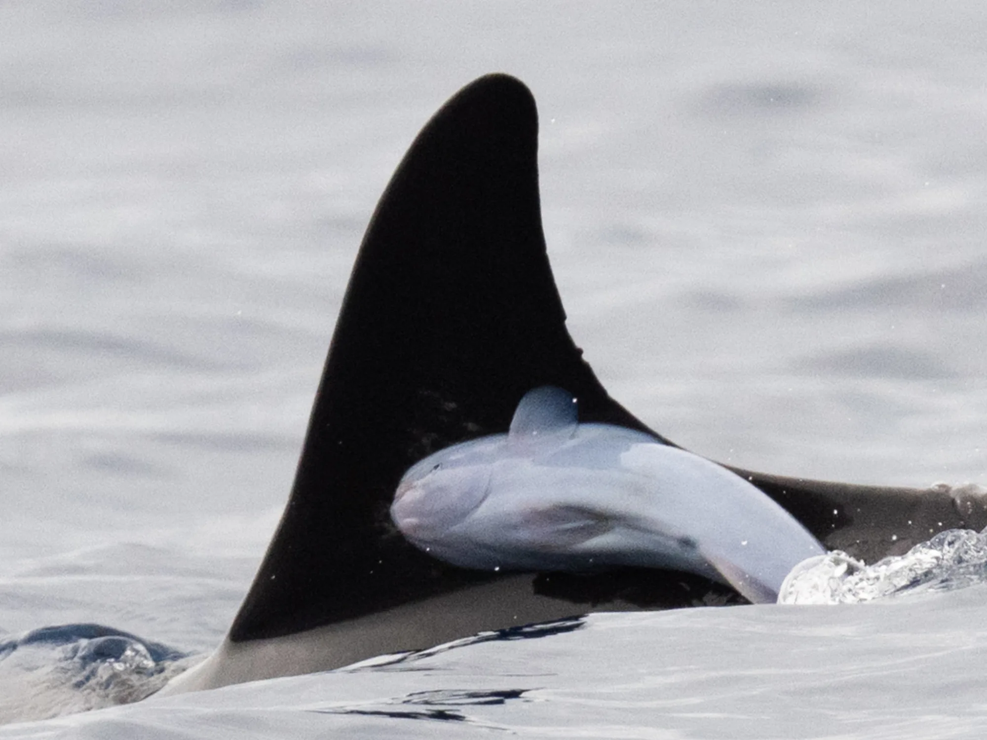 Whalesucker