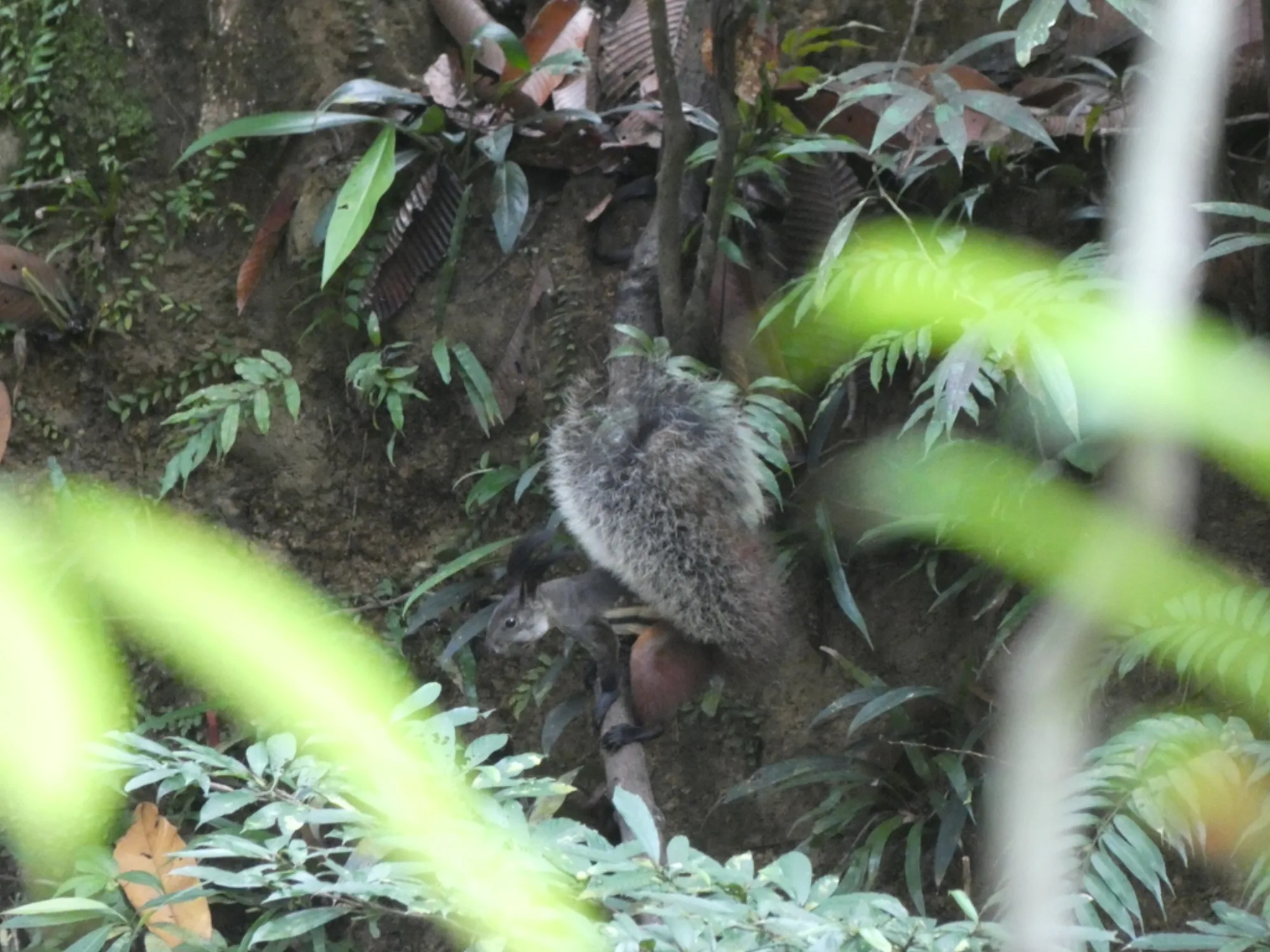 Tufted Ground Squirrel