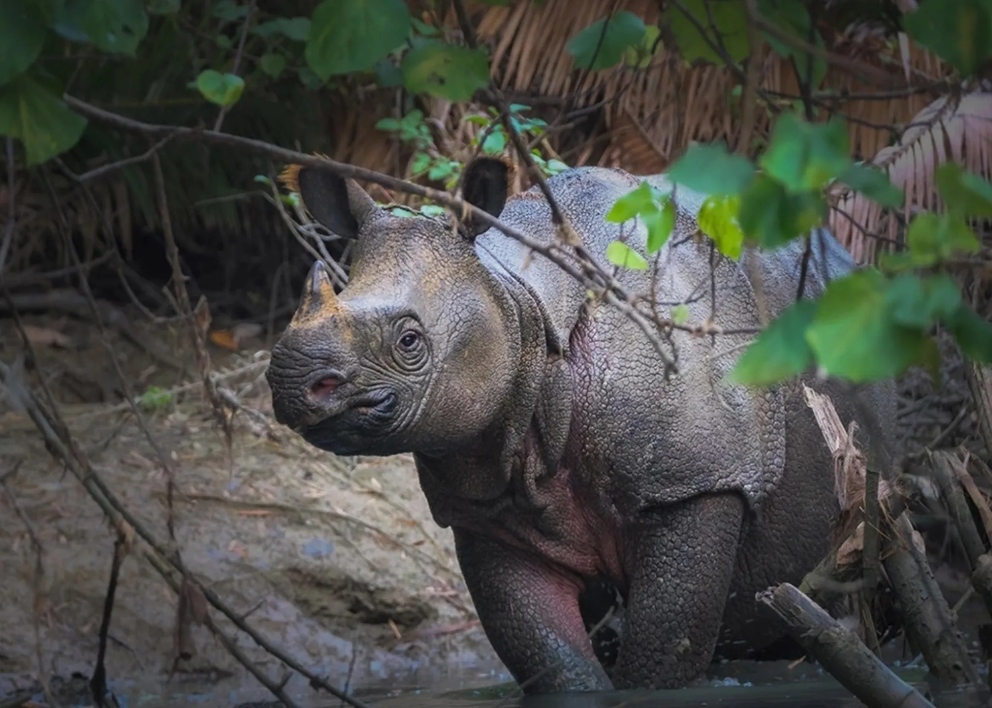 Javan Rhinoceros