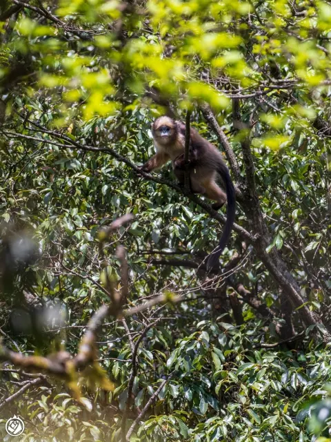 Gray Snub-nosed Monkey