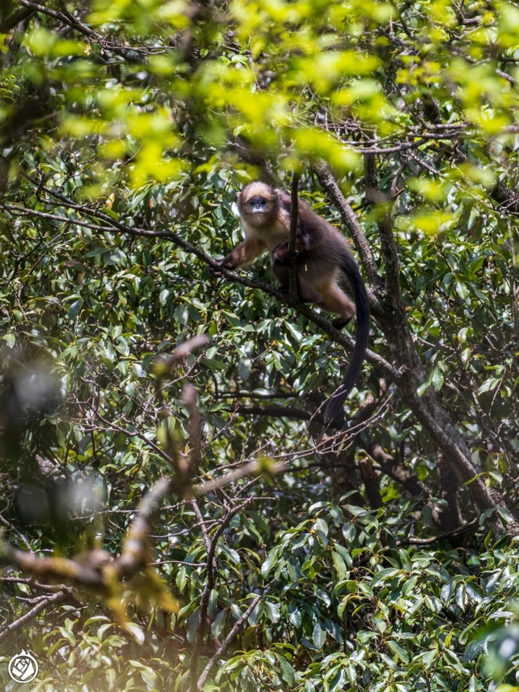 Gray Snub-nosed Monkey