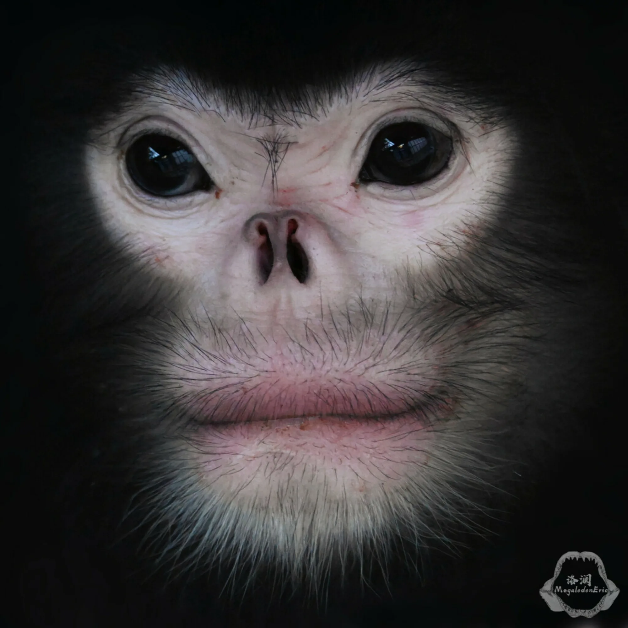 Myanmar Snub-nosed Monkey