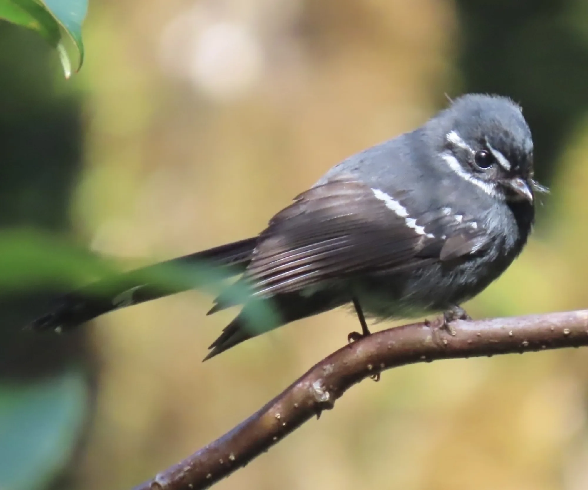 Friendly Fantail