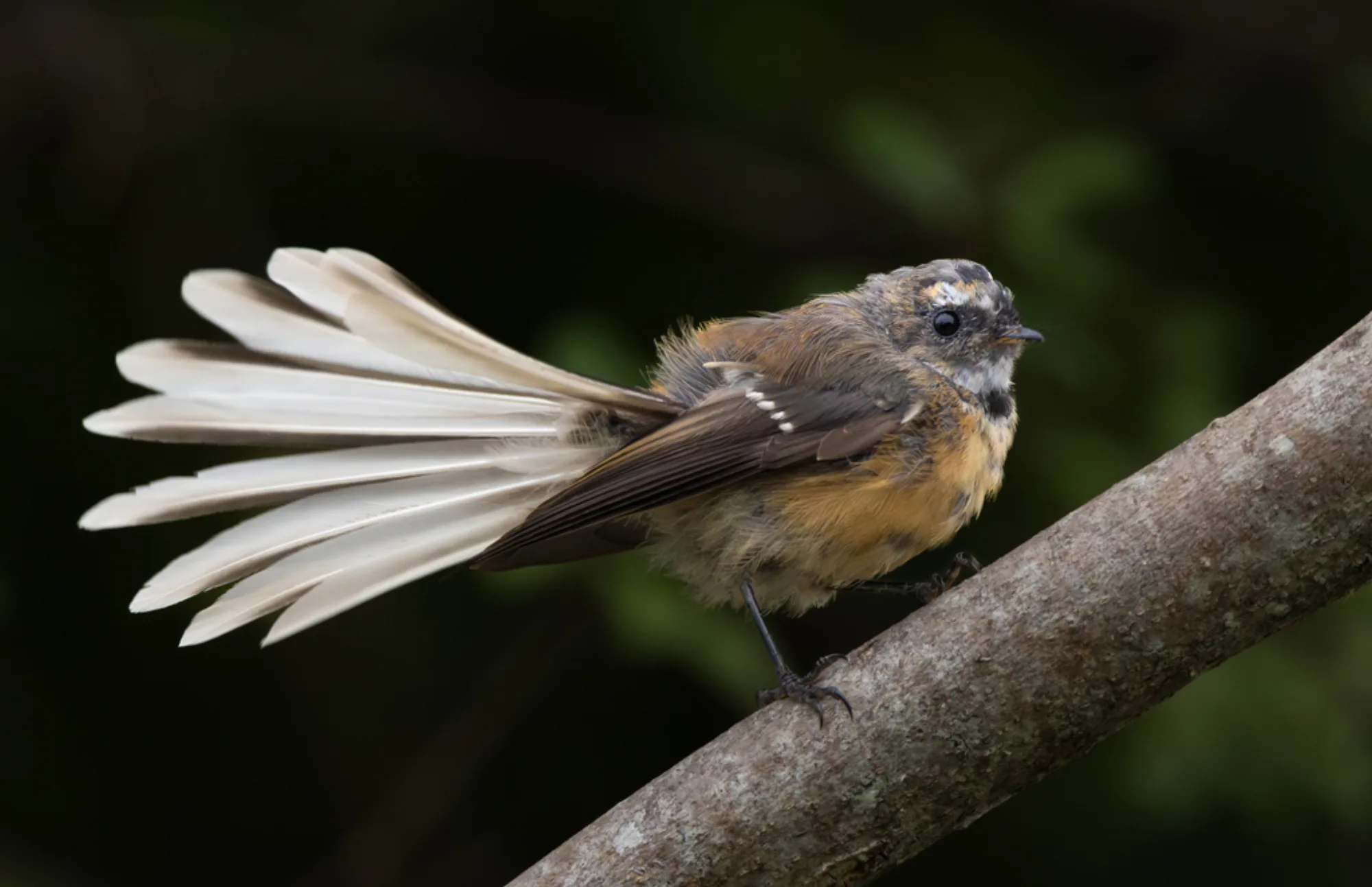 New Zealand Fantail