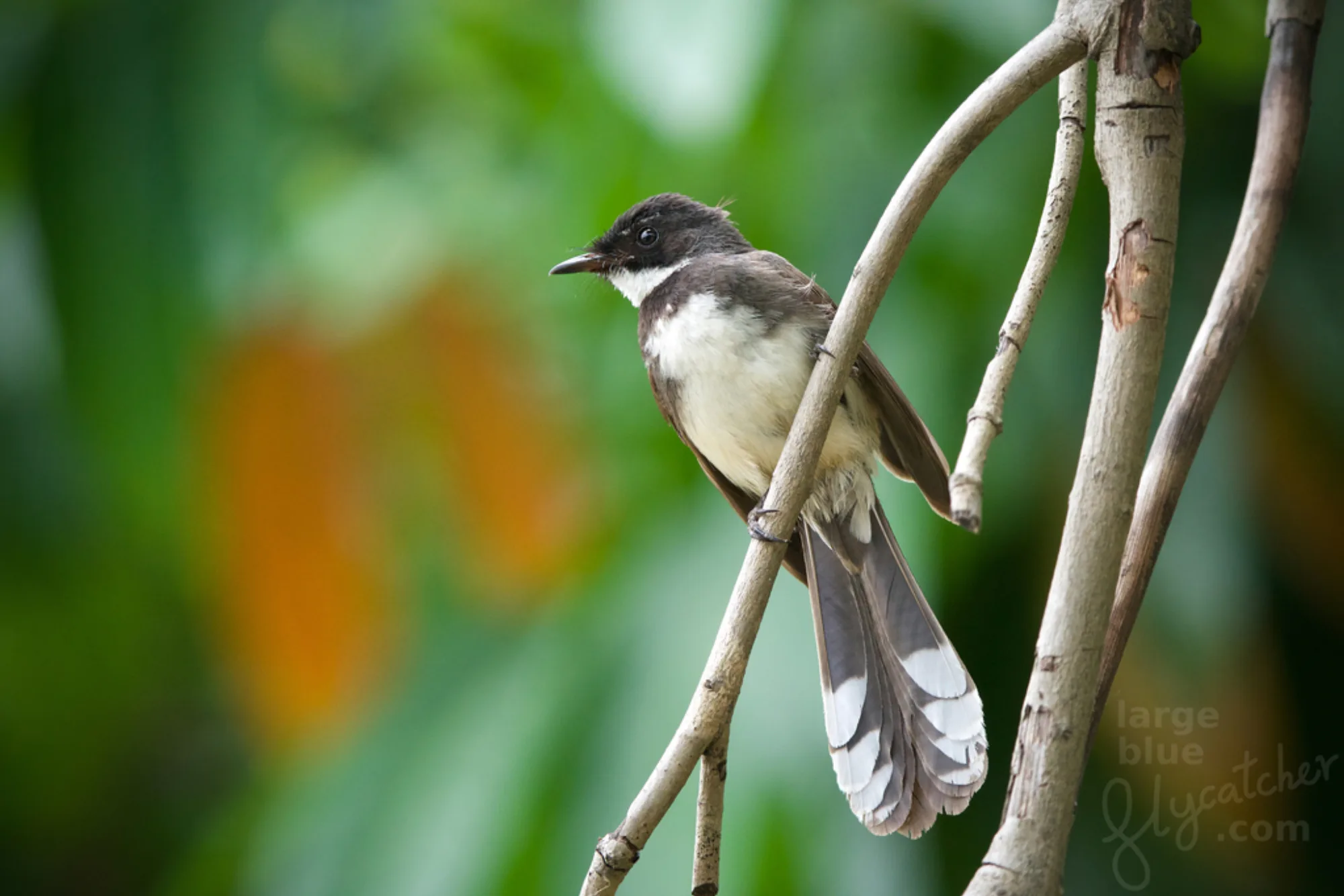 Pied Fantail