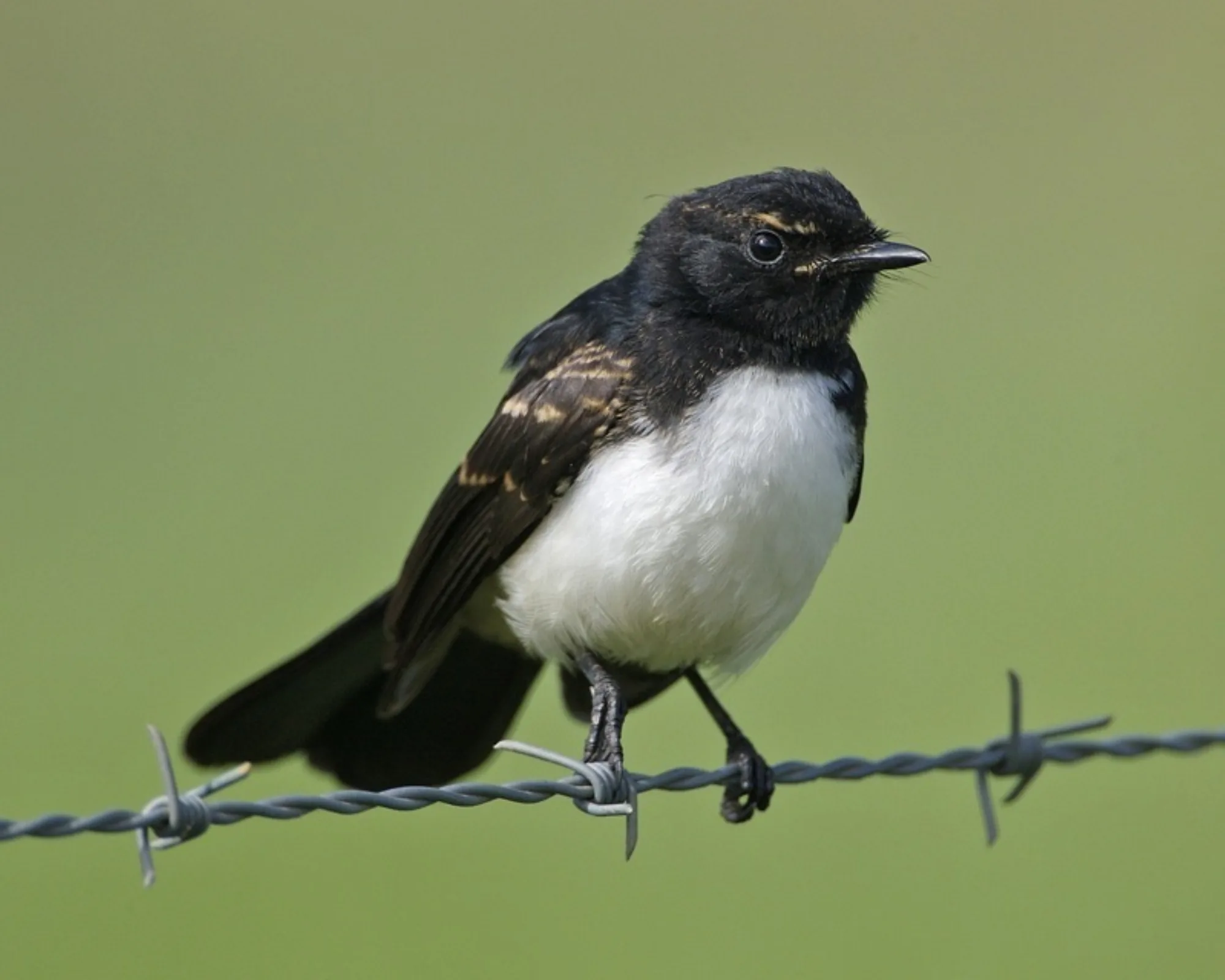 Willie Wagtail