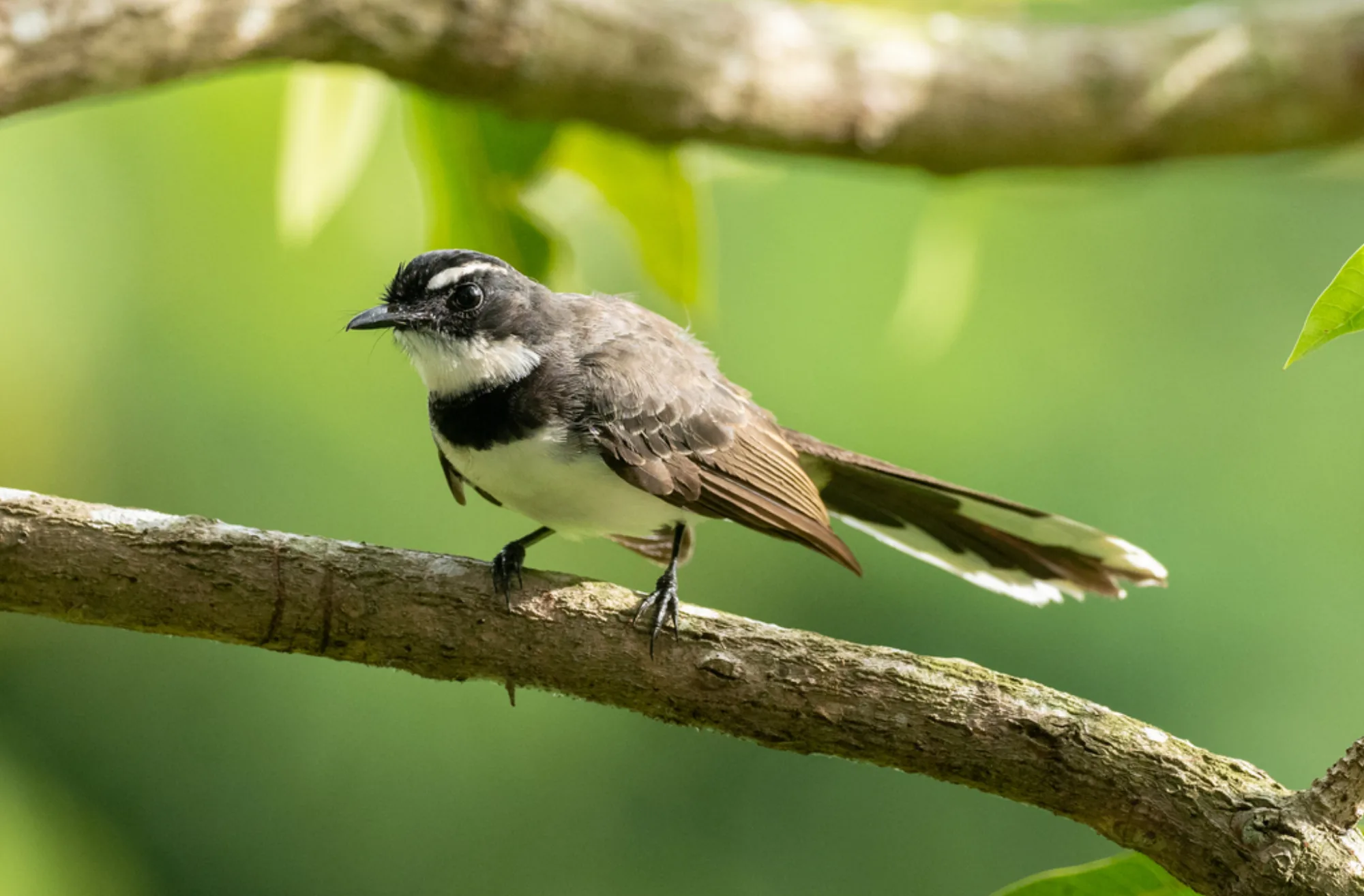 Philippine Pied Fantail