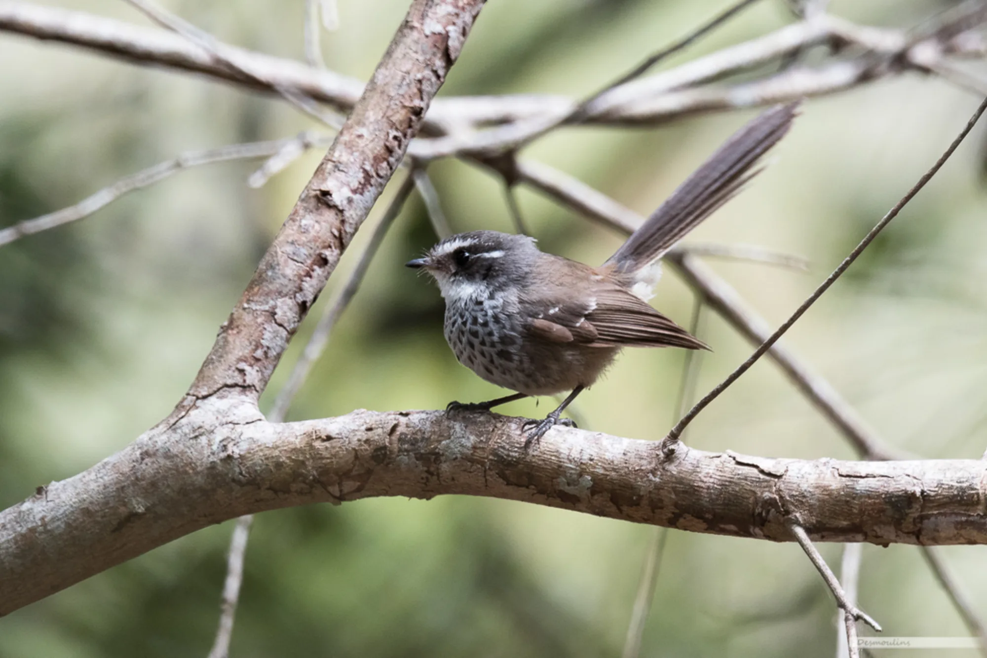 Streaked Fantail